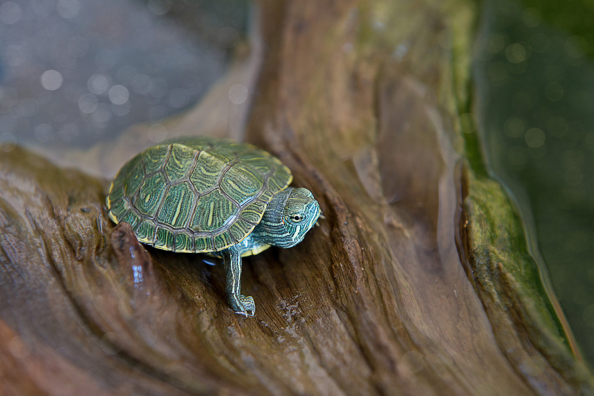 乌龟是地球上最古老的物种之一,也是动物园和宠物店中最受欢迎的动物