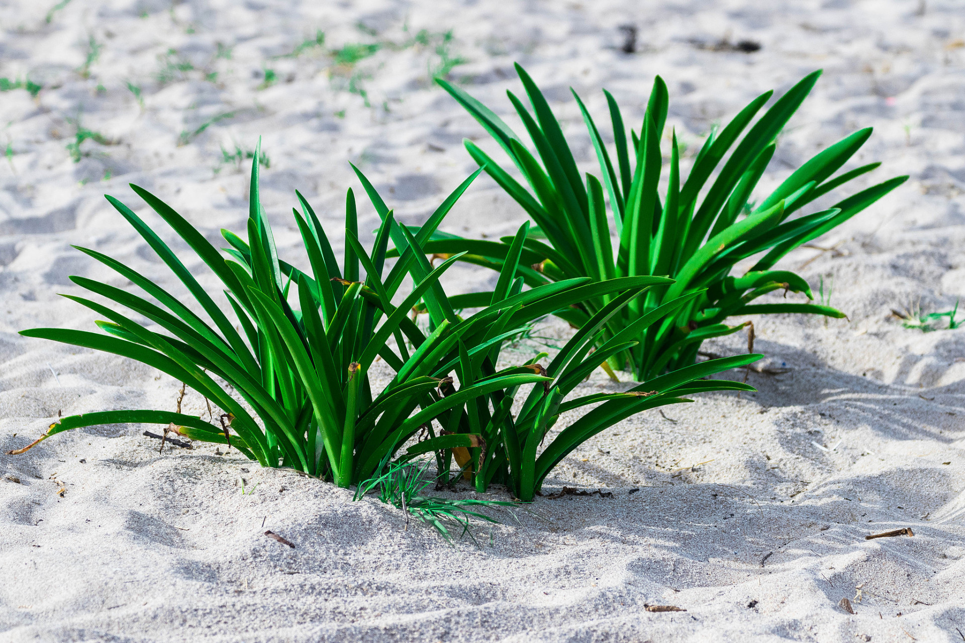 菖蒲属于挺水植物.
