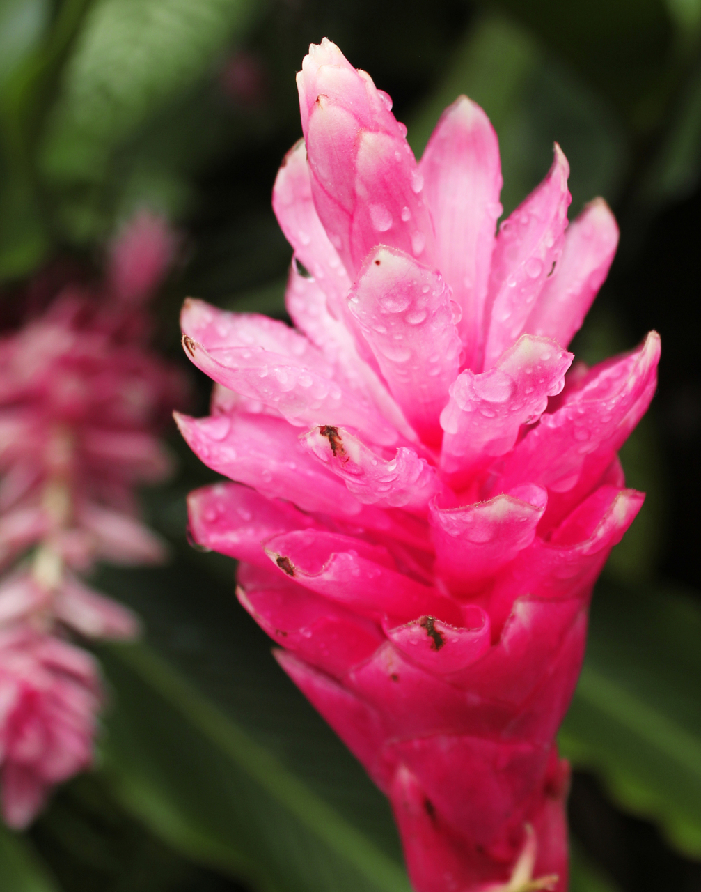 水塔花# 水塔花是一种极具观赏性的植物,它的名称寓意着吉祥,富购和