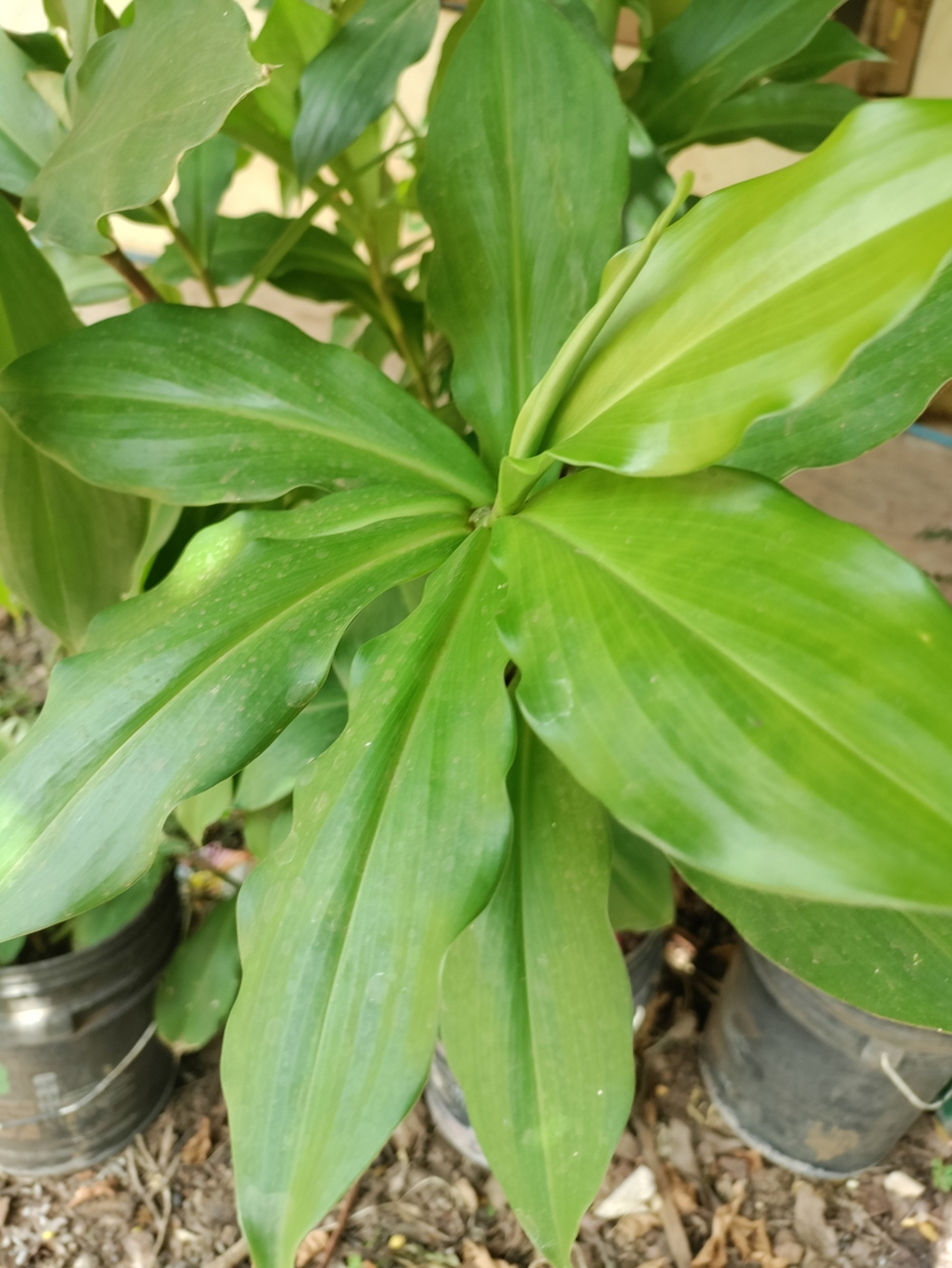 紫背波浪竹芋是一种观赏性强的植物,原产于南美洲热带地区,在中国南方