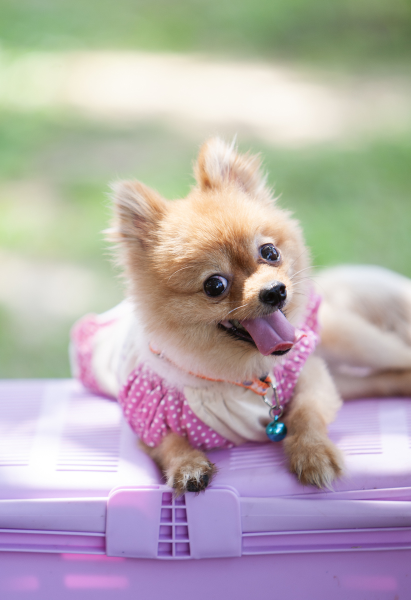 可如今不一样了,把狗当成家里的"一份子"来养的人是越来越多了,但是不