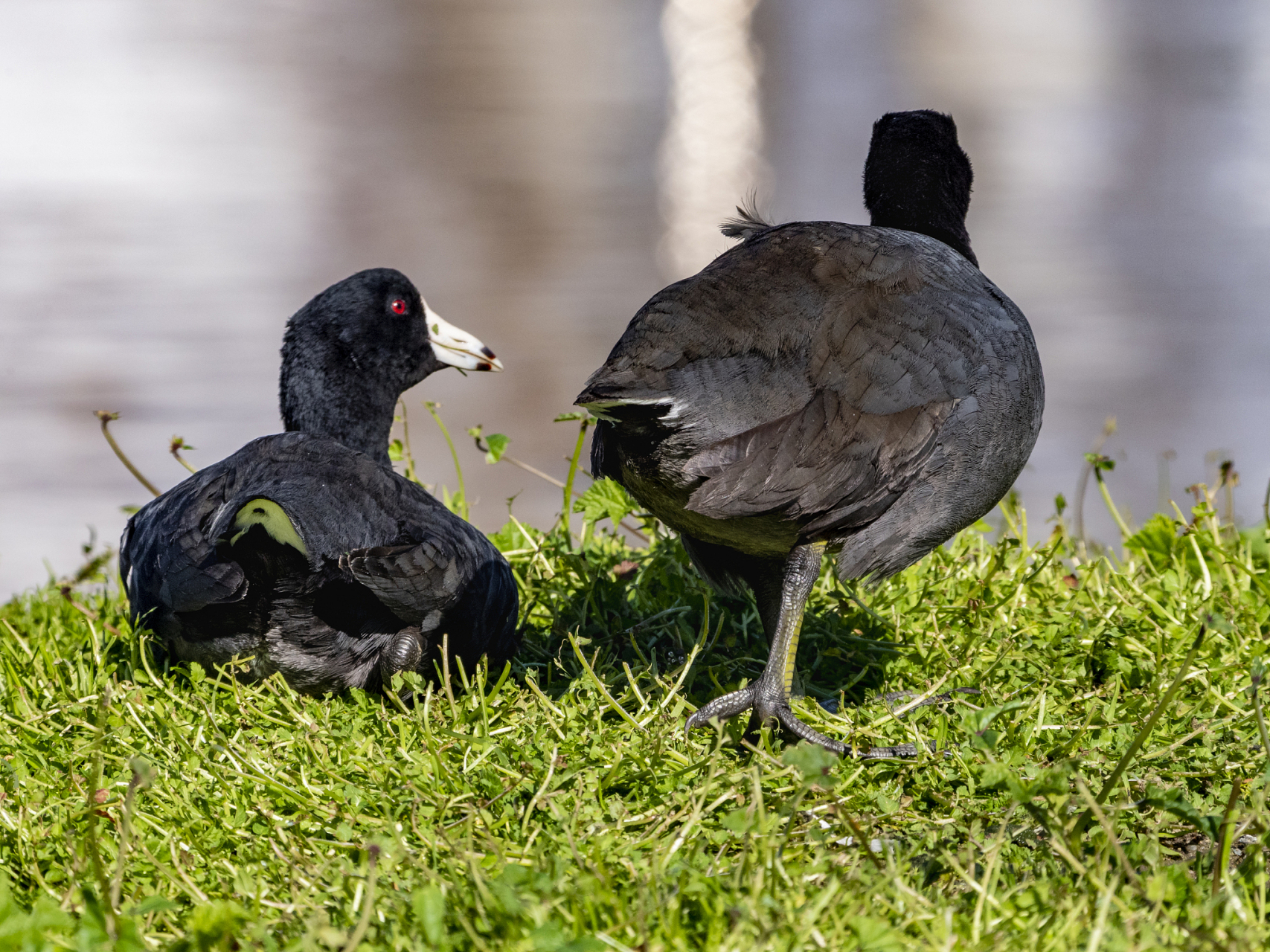 夏季养殖黑羽番鸭的技巧  夏季是黑羽番鸭生长的关键时期,但高温高湿