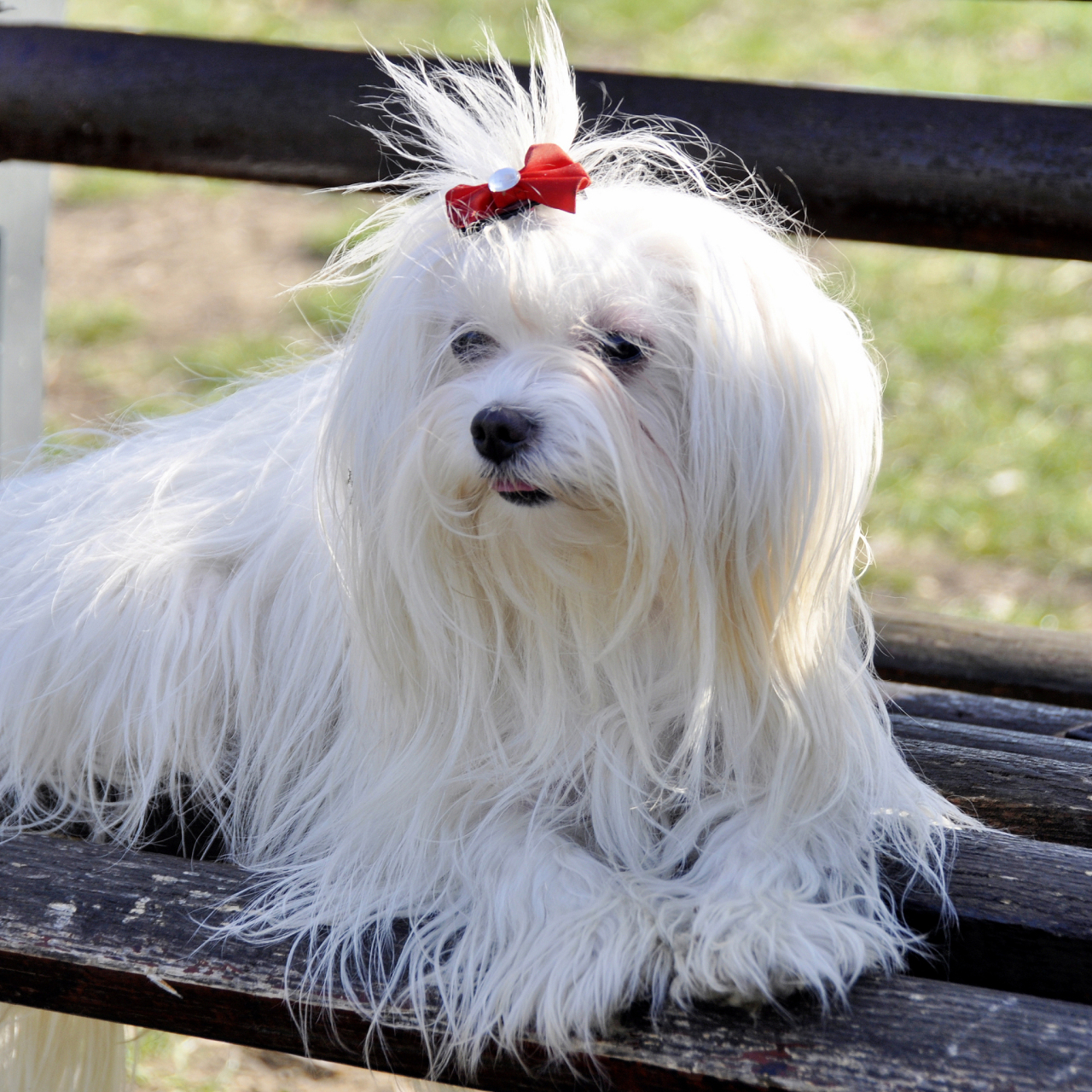 最初仅仅存在于澳洲和印度,过去被称为"悉尼丝毛梗"(sydney silky),是