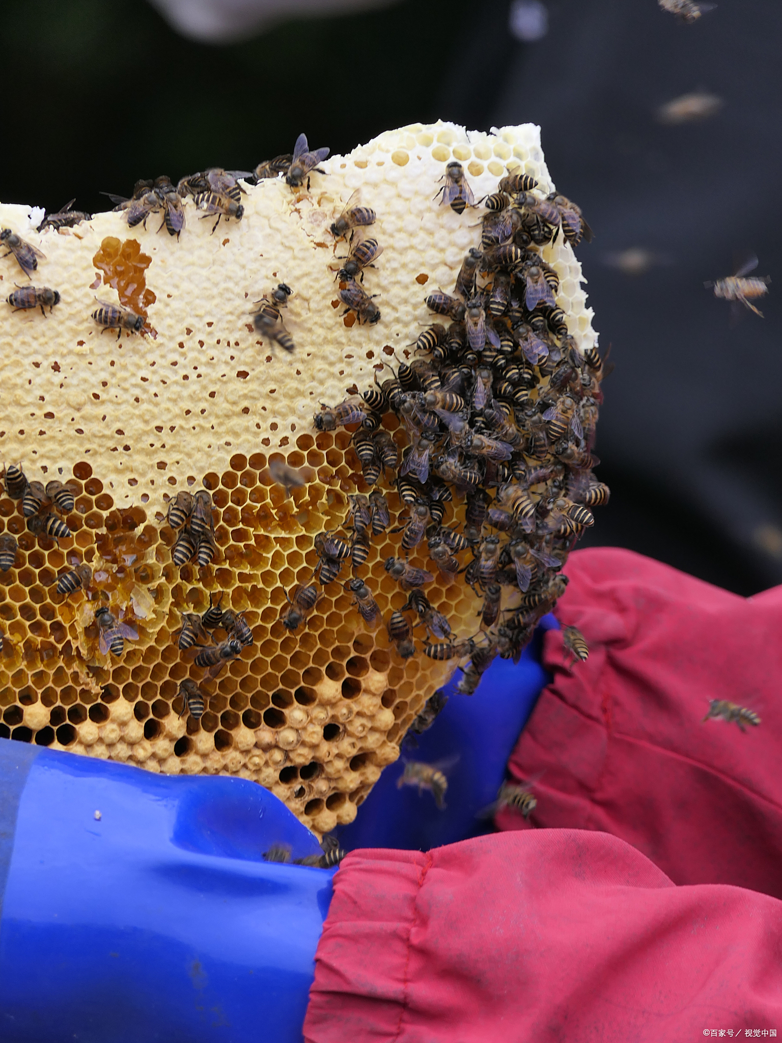 蜂胶能治糖尿病吗?(糖尿病病人可以吃蜂糖吗?) 蜂胶能治糖尿病吗?(糖尿病病人可以吃蜂糖吗?)