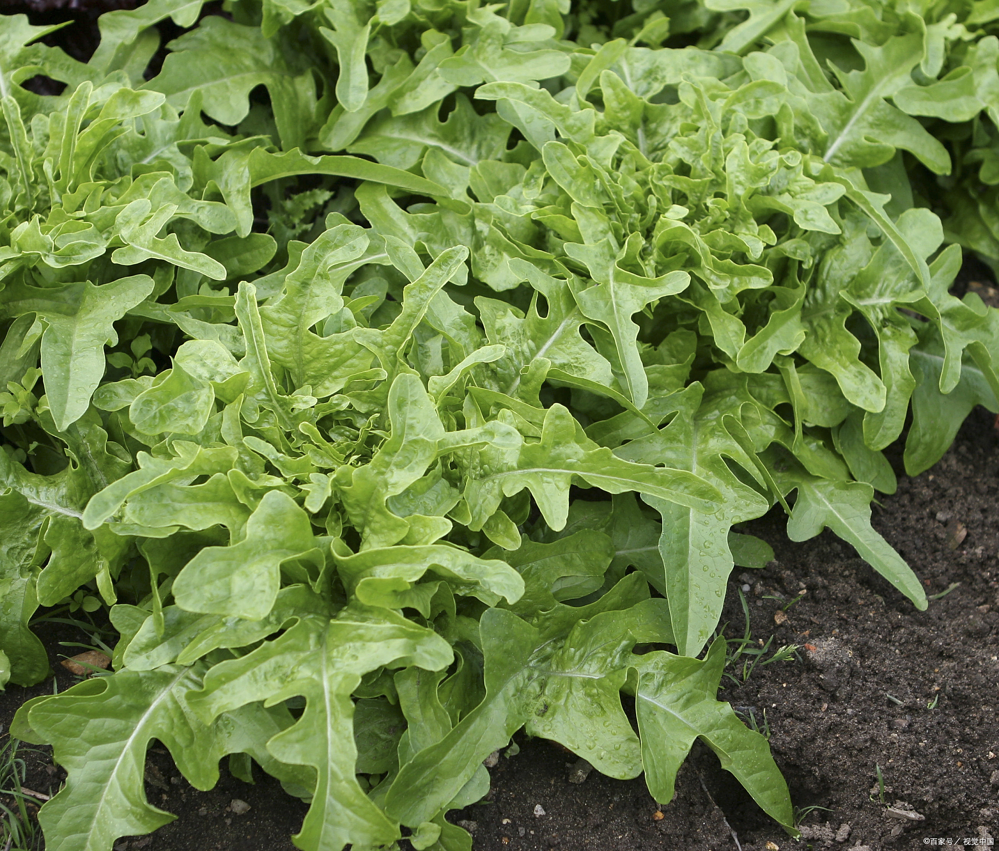 冬寒菜种植指南:播种技巧与护理要点冬寒菜,是一种耐寒的绿叶蔬菜