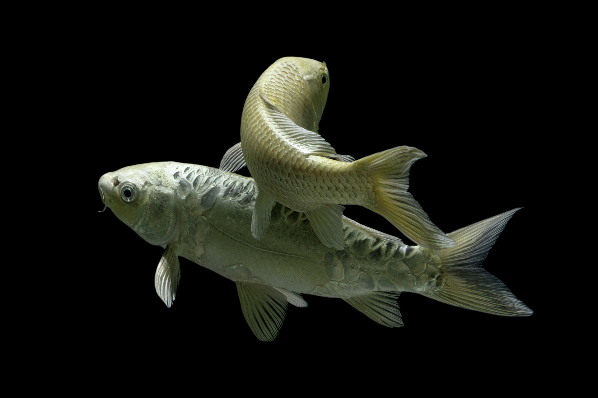 动态连更挑战# "鱼"之典故 半面鱼:典出嘉泰《会稽志》:越王食鱼尉