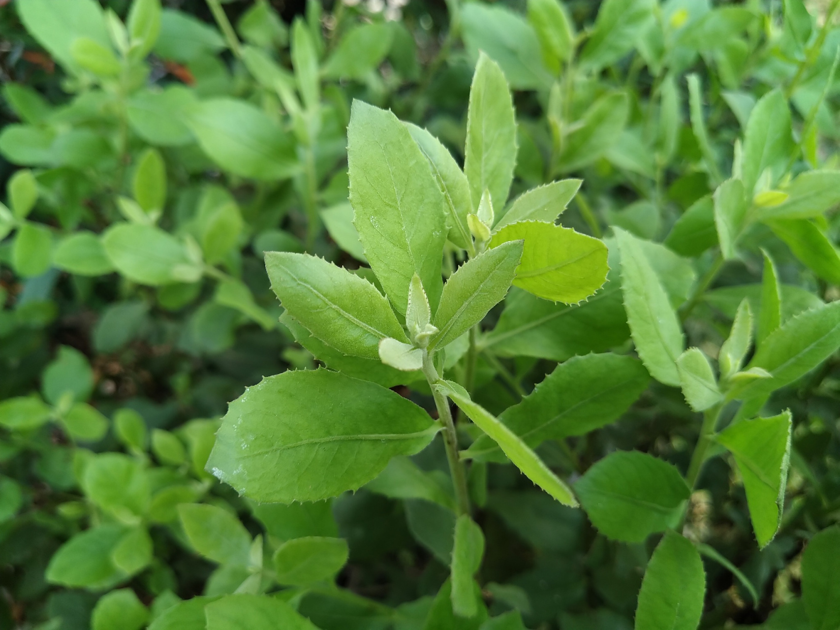 薄荷,紫苏,十香菜,荆芥,四种香草,同属唇形科,各有风姿.