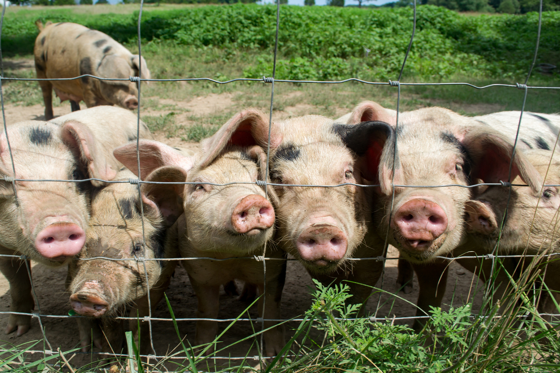 散养猪是一种自由放养和天然饲养的猪,不仅环境更加舒适,而且猪的饮食