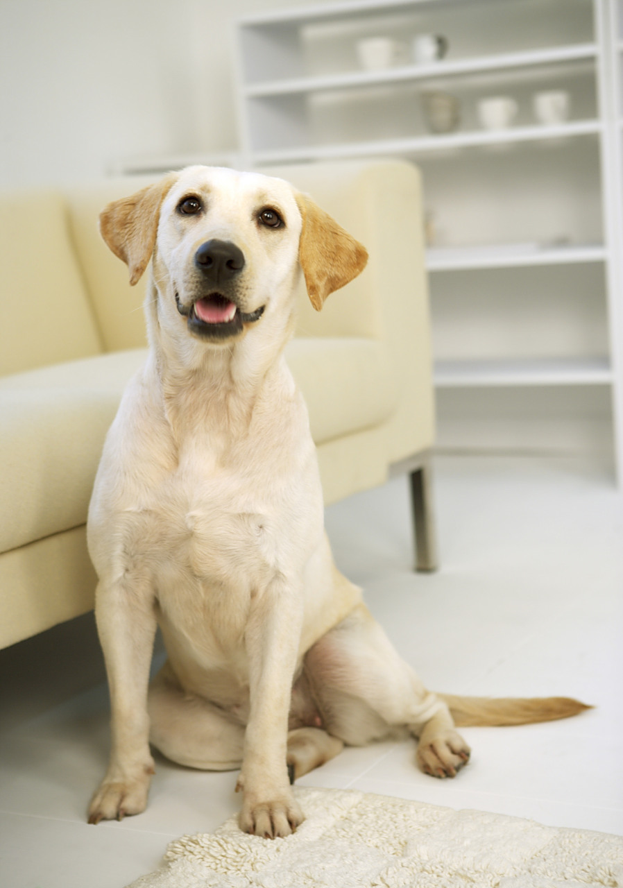 知识创作挑战赛# 要判断拉布拉多是否纯种,可以从以下几个方面观察