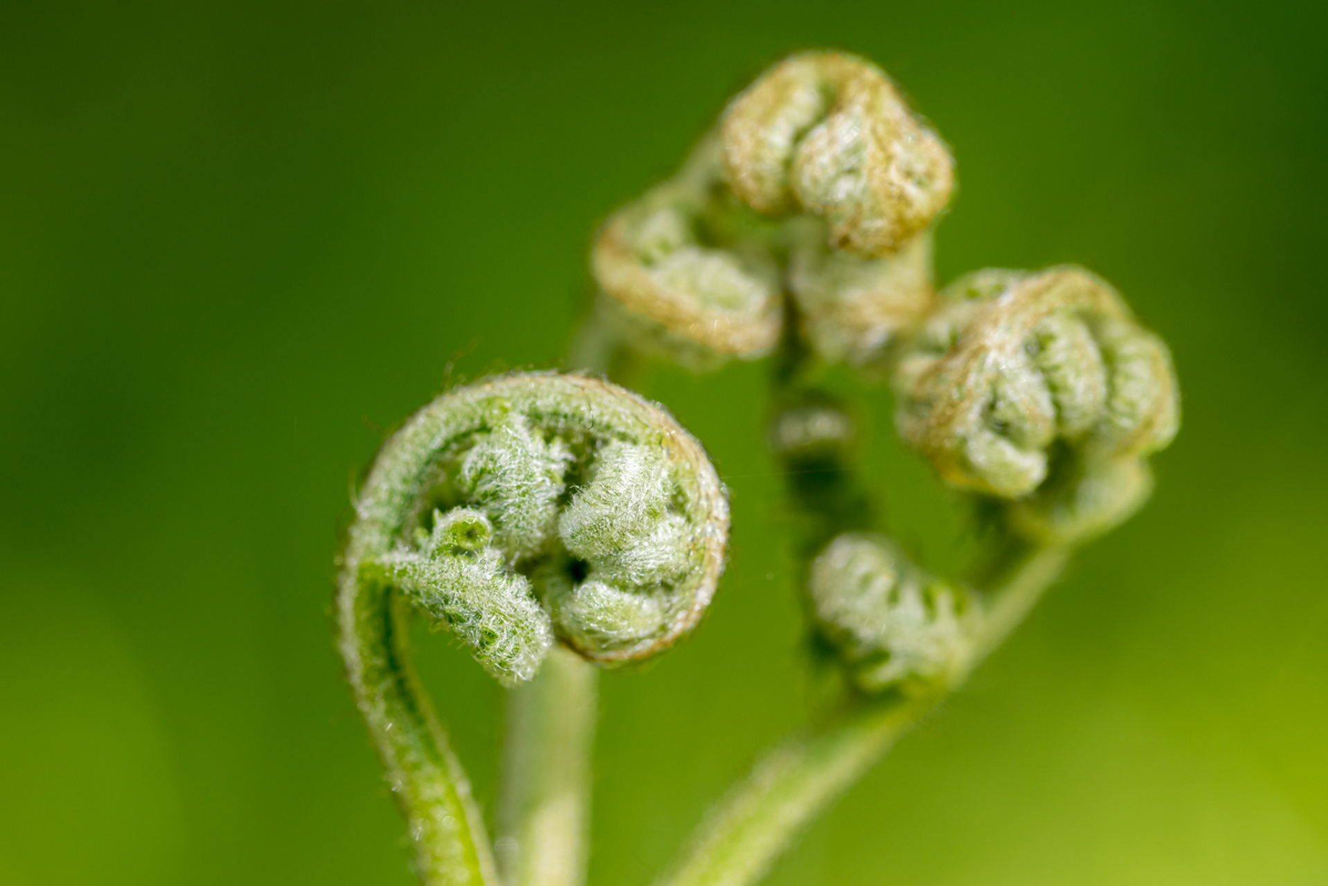 蕨菜的主要成分是蛋白质,膳食纤维,碳水化合物,维生素,矿物质等,其中