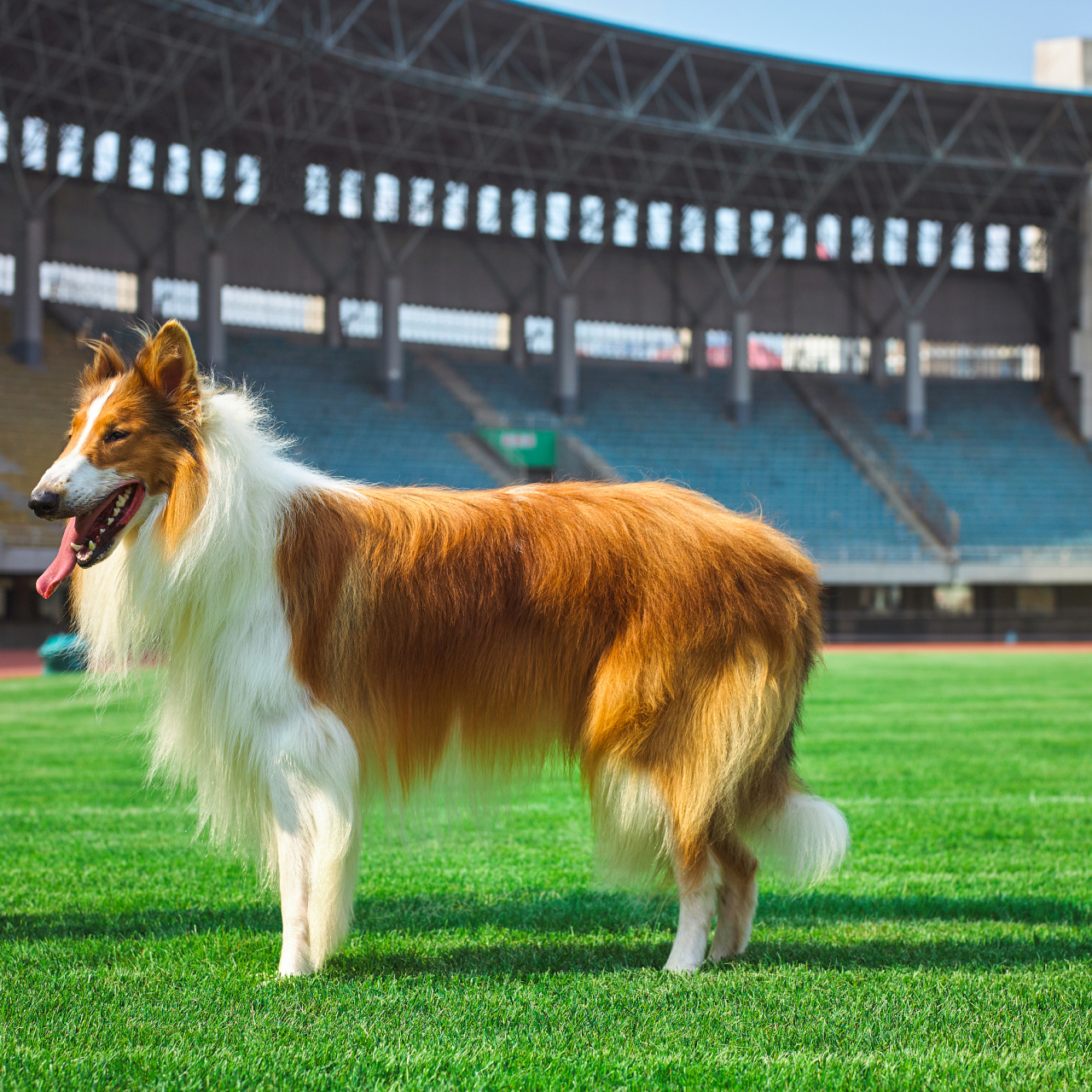 古代牧羊犬 苏格兰图片