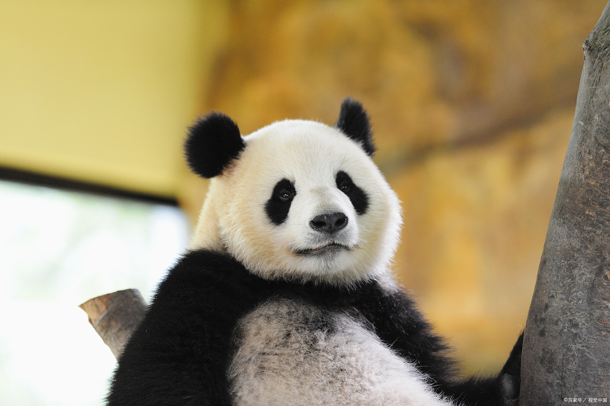 成都熊猫基地有哪些网红熊猫