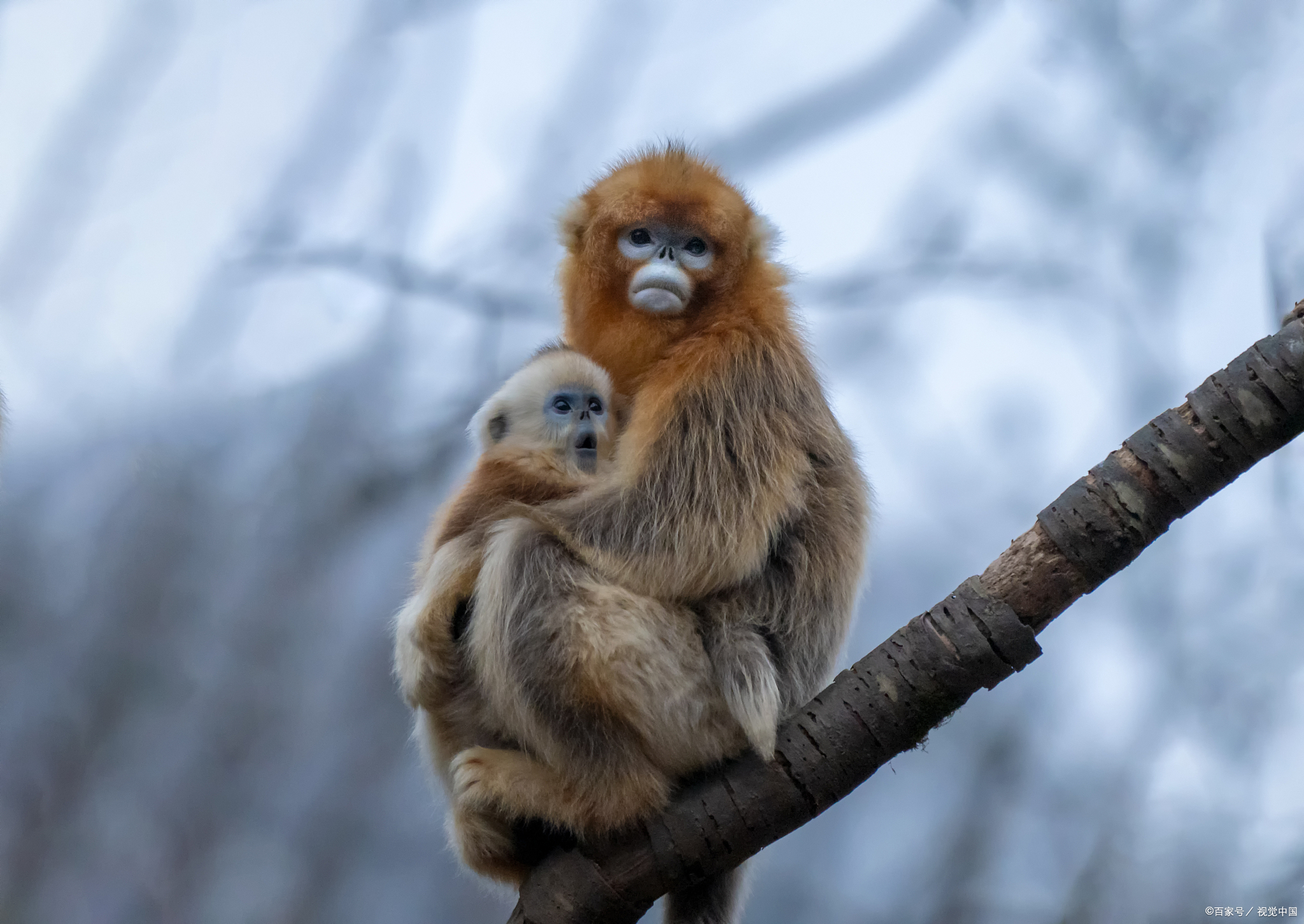 我国特有的珍稀动物——金丝猴