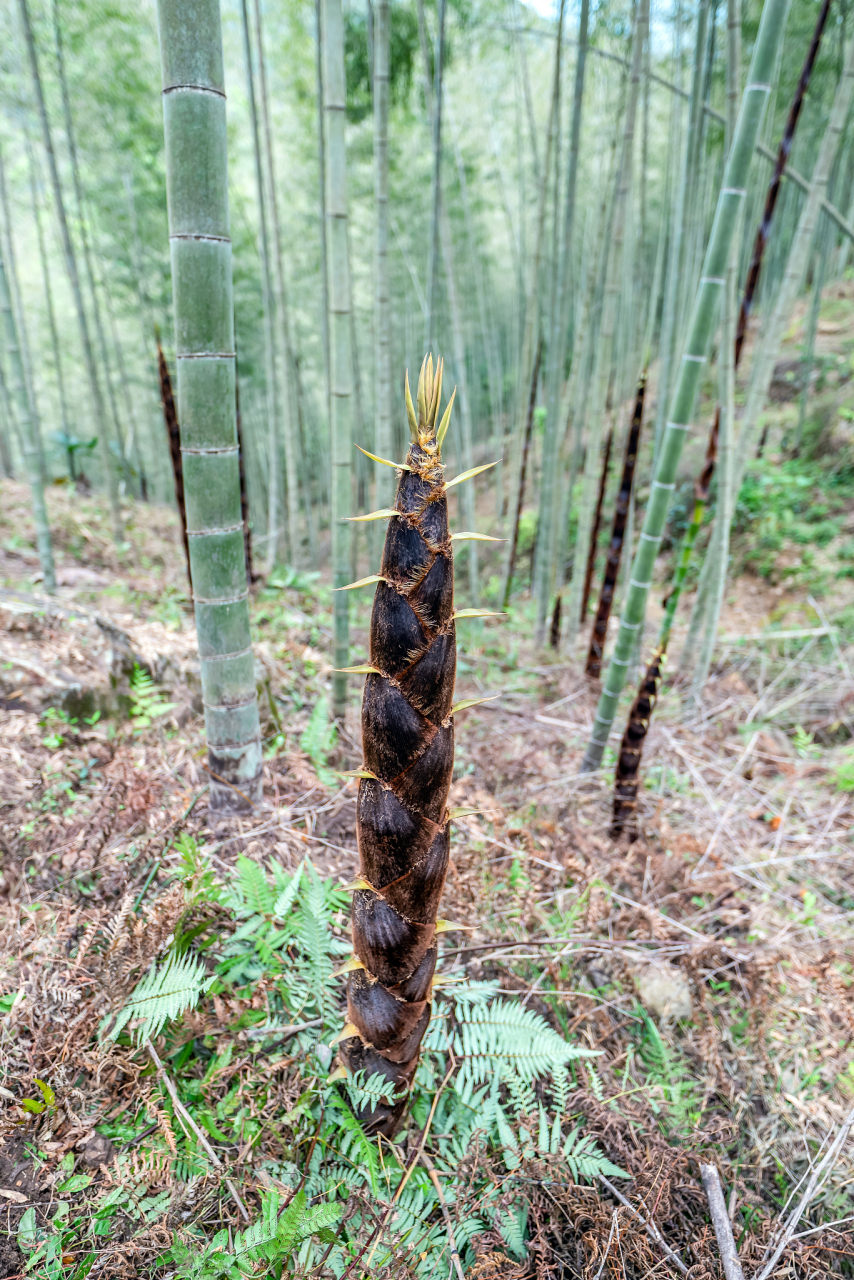 人間有味是清歡.