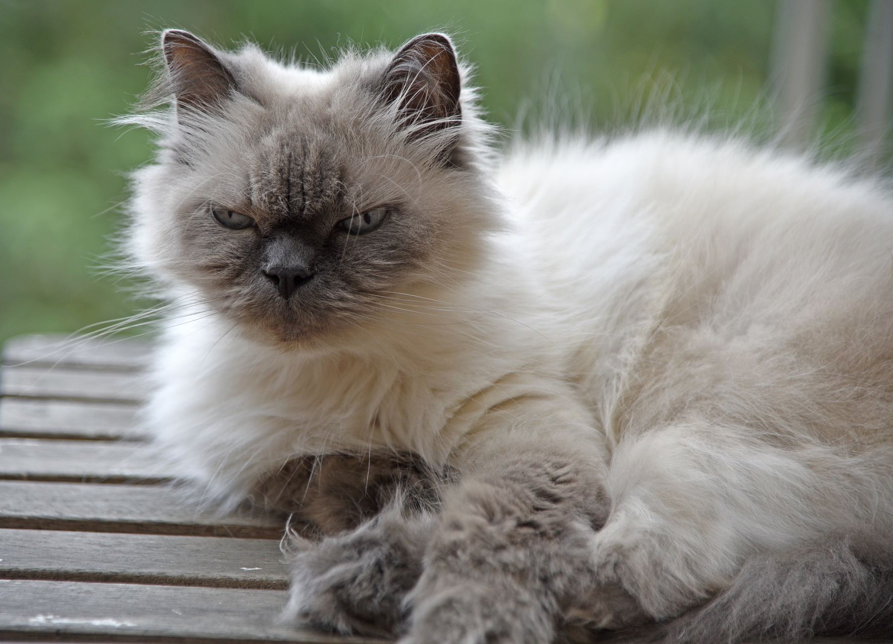 此外,喜马拉雅猫的毛色也非常独特,主要以淡色为基调,如白色,米色和淡