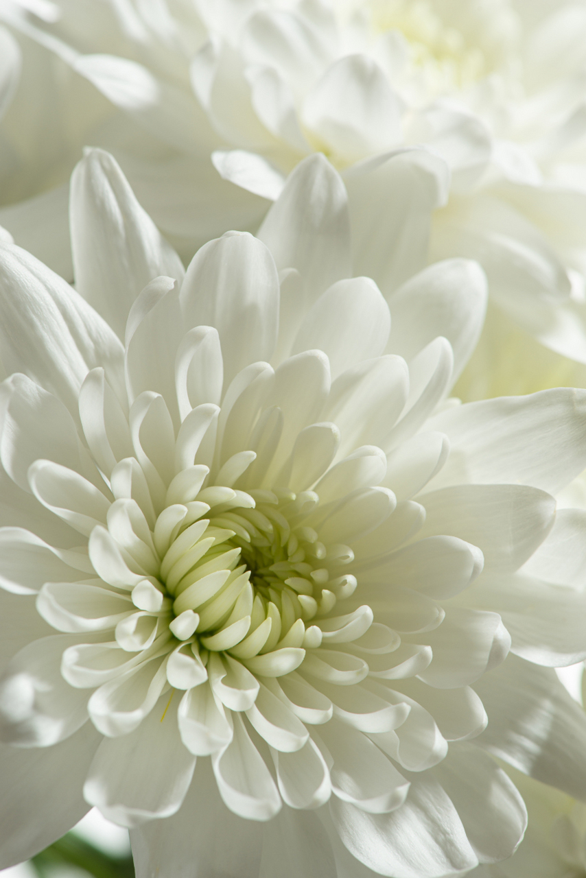 菊花琼岛三友中的白毛刺,花呈白色放射形,舌状花瓣片管状,外围直长,管