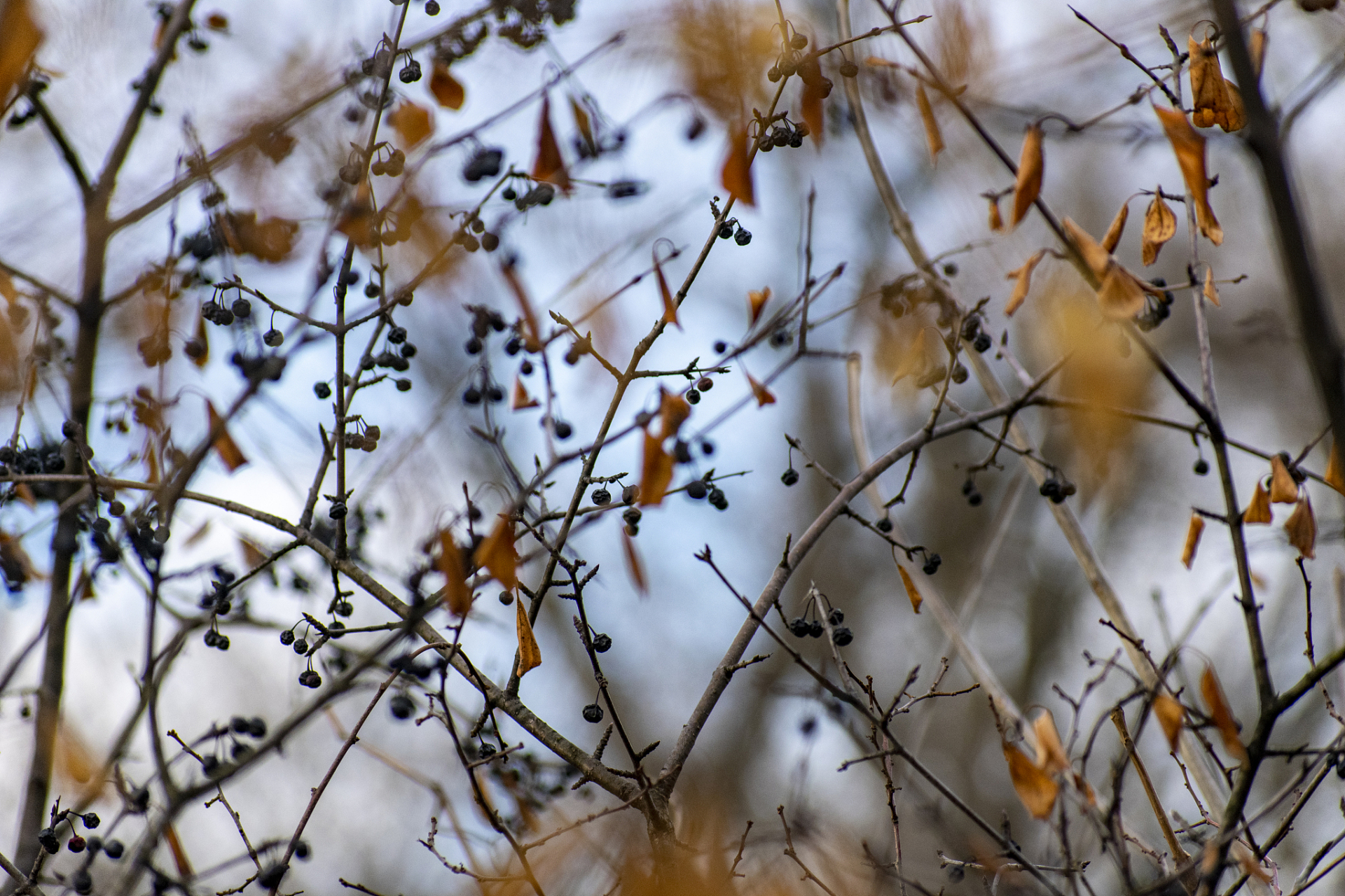 冬藏万物,不御铅华不忘初心.#文俗里的冬天