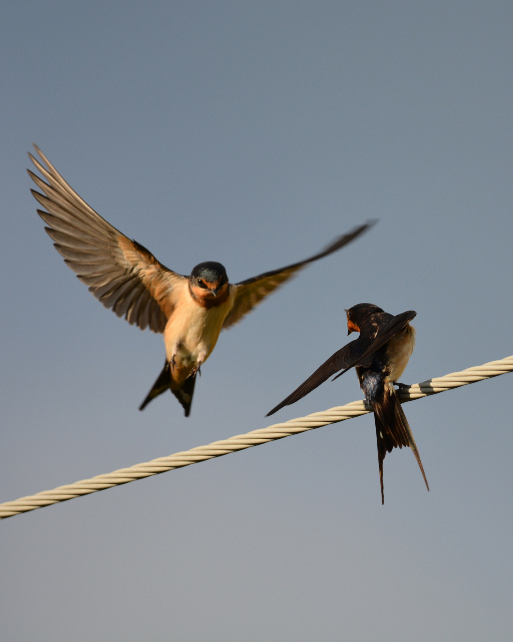 11566 **栖息地与环境适应性**:燕子作为典型的候鸟,其生活特点