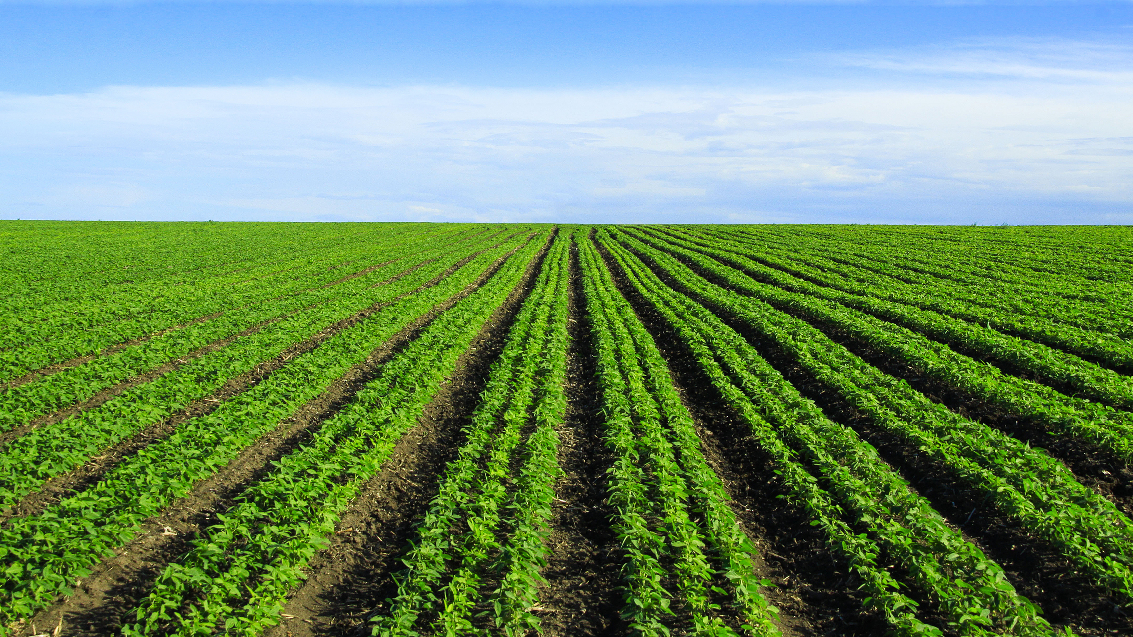 大豆种植精细化管控,大豆追肥促壮株 针对长势较弱,茎杆偏软的田块