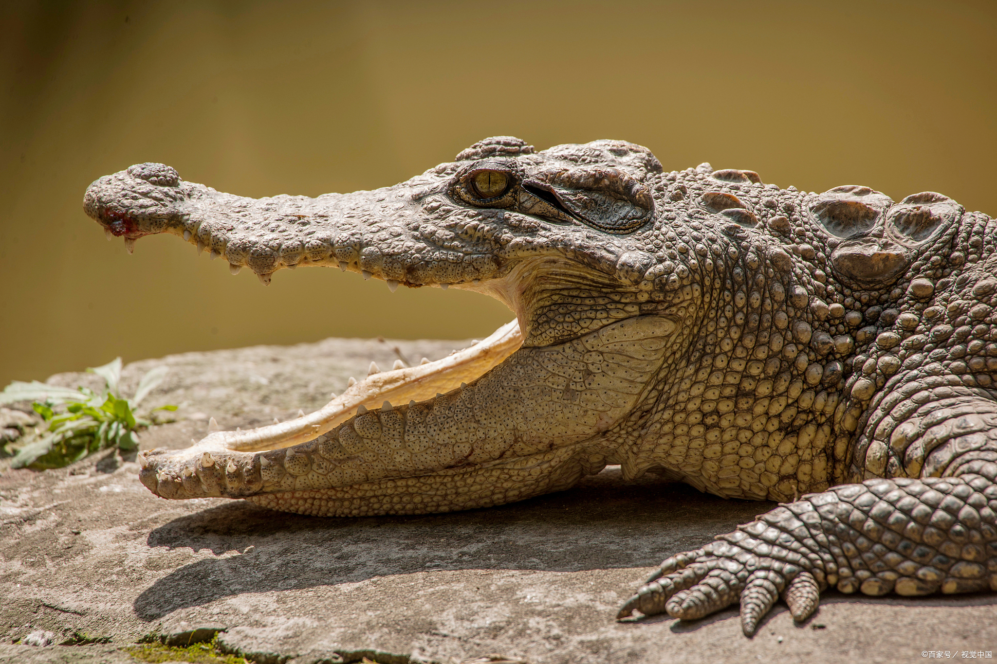 爱马仕berkin30 鳄鱼什么颜色好看