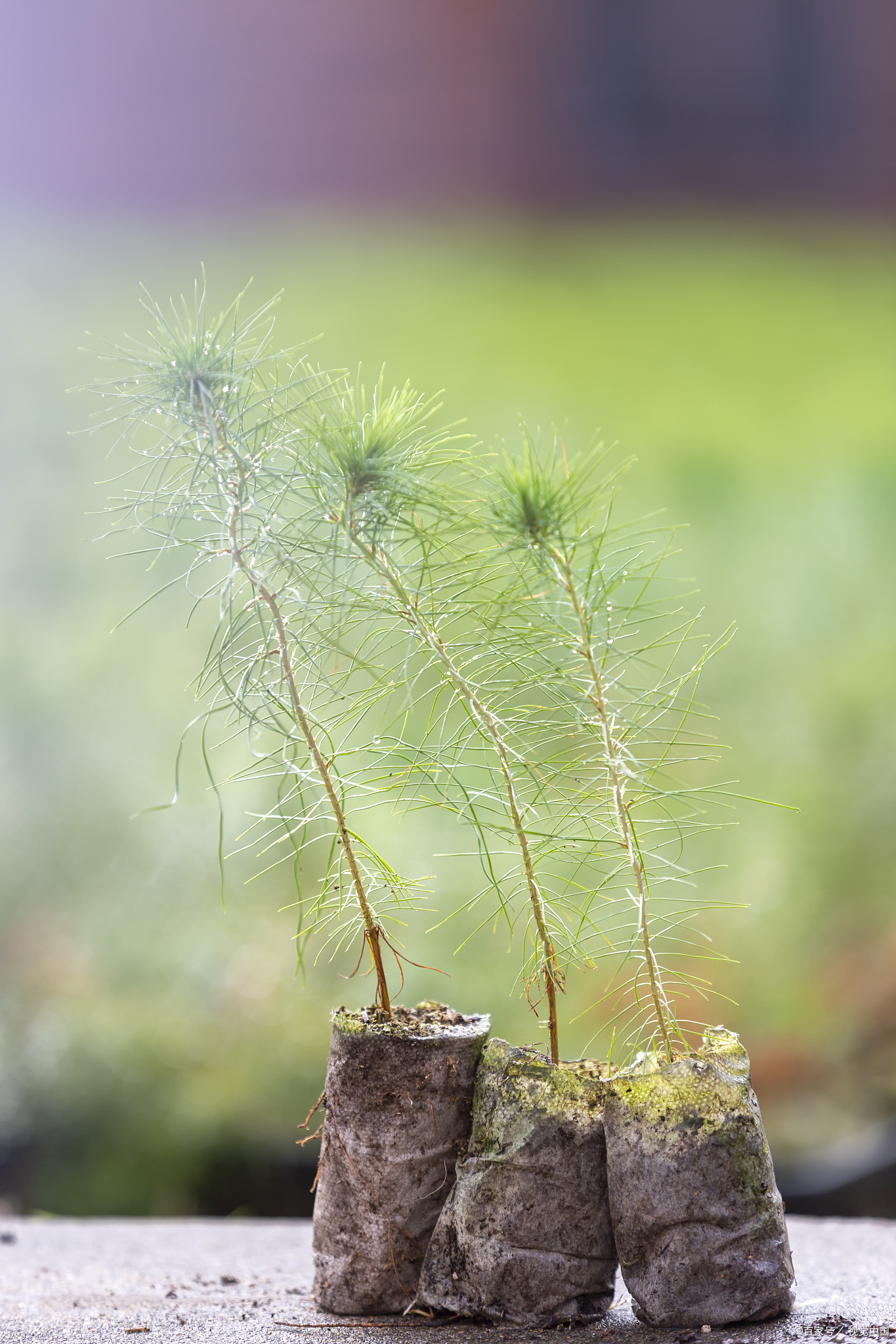 唯有自愈方能重获新生