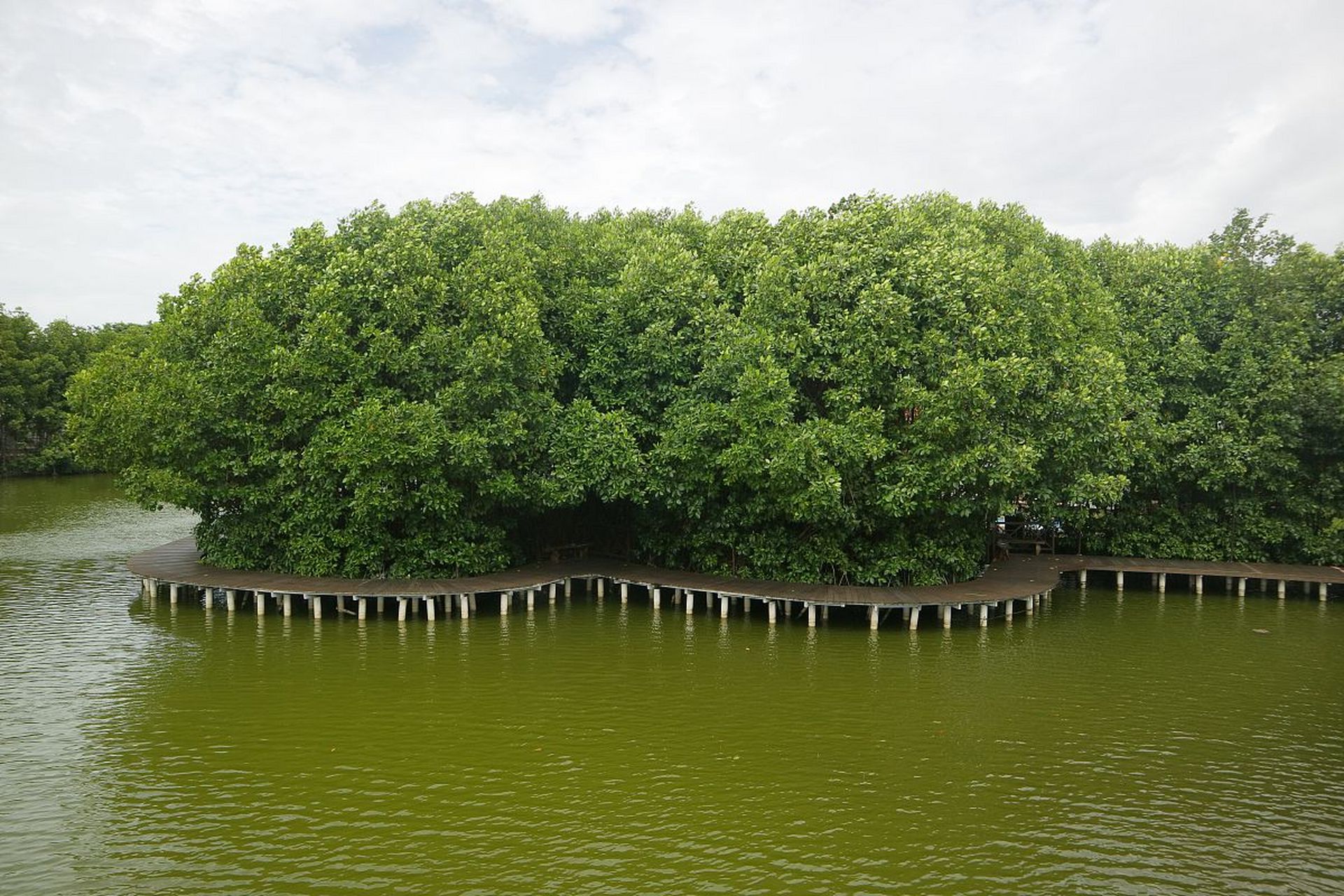 文昌红树林风景区图片