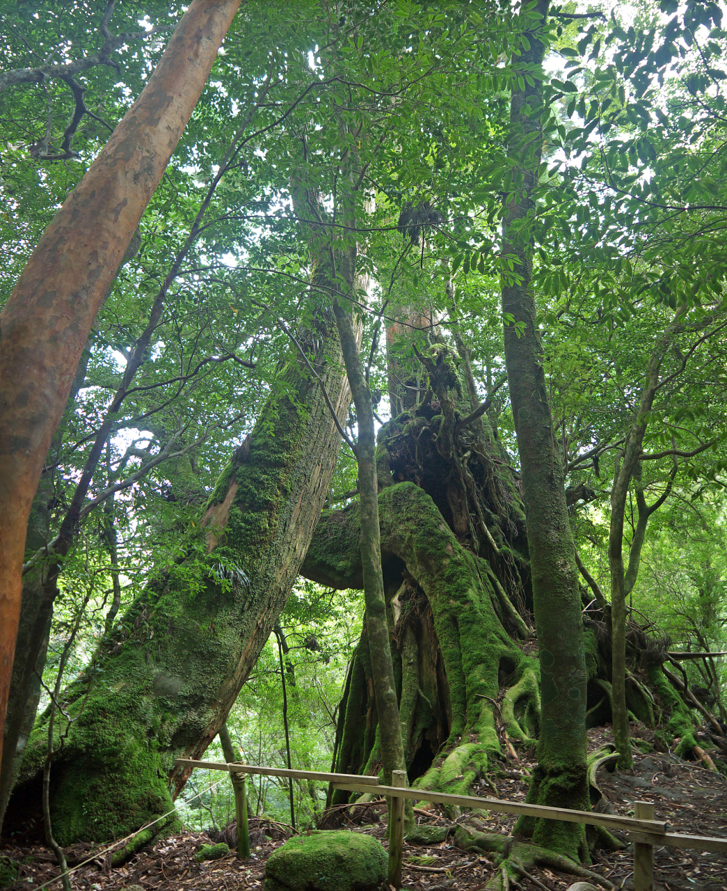 夏日闪光旅行家# 望天树景区,位于西双版纳傣族自治州勐腊县境内,是