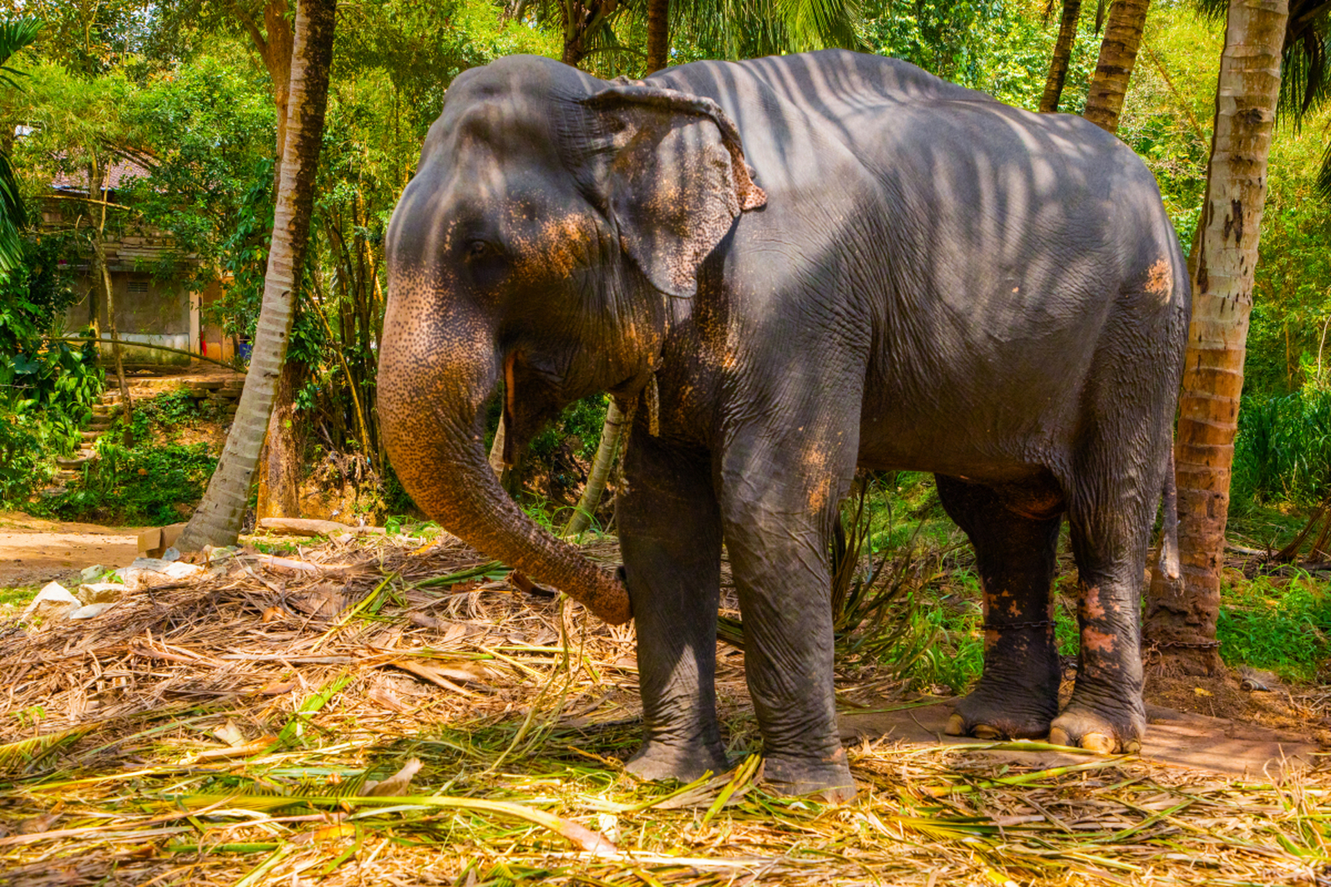 大象是地球上体型庞大的陆地哺乳动物,拥有着长鼻子和大耳朵,以及
