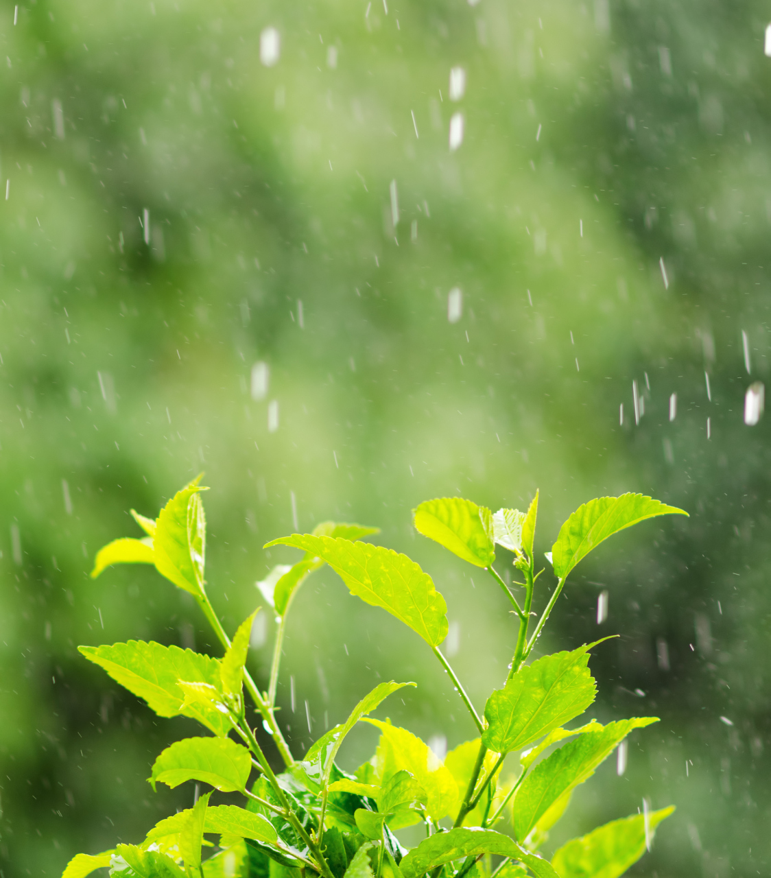 春节假期后的首个工作日将飘小雨,这场雨是否会带来好运?