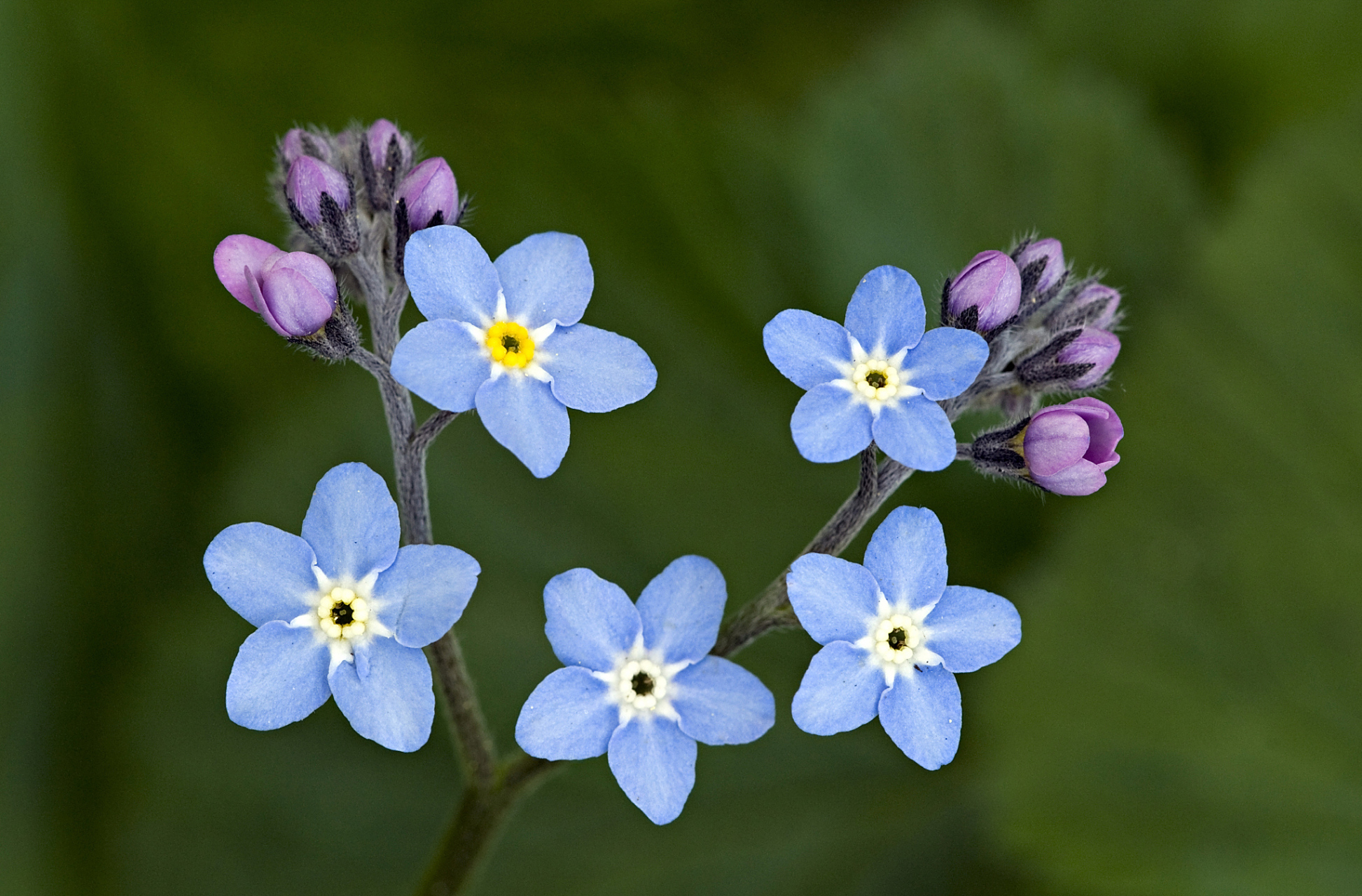 16,勿忘我的花语永恒的爱,浓情厚谊 ,永不变的心,永远的回忆 勿忘我的