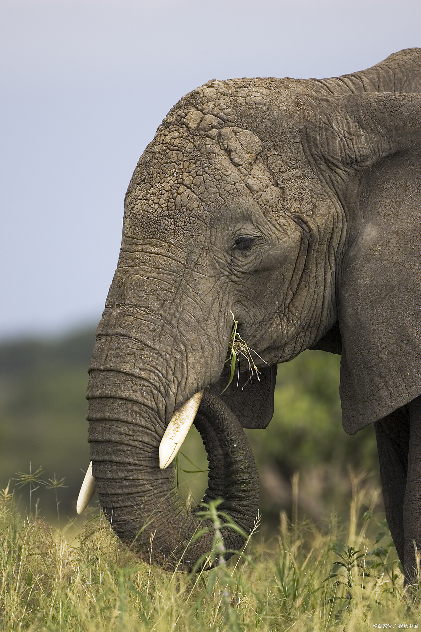 虽然大象的体型巨大,但它们的身体结构并不适合长时间站立.