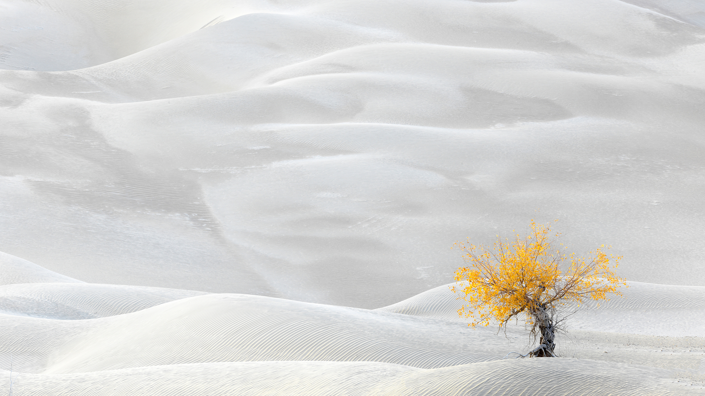 沙漠的雪景是一场别样的冬日探险之旅,带来温暖和喜悦.