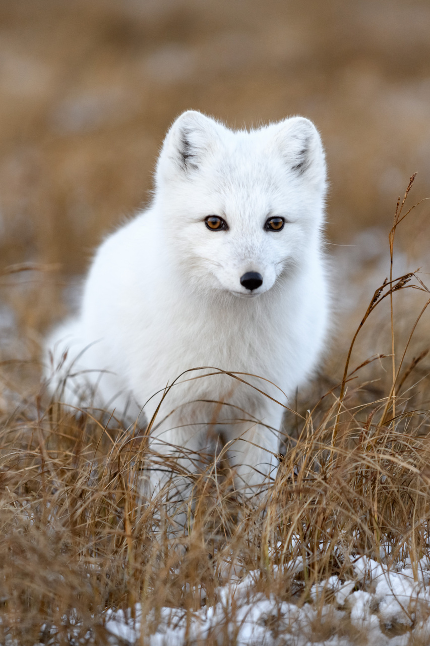 哈尔滨的白狐狸已经熬出黑眼圈!看到这个热搜我差点就笑喷了.