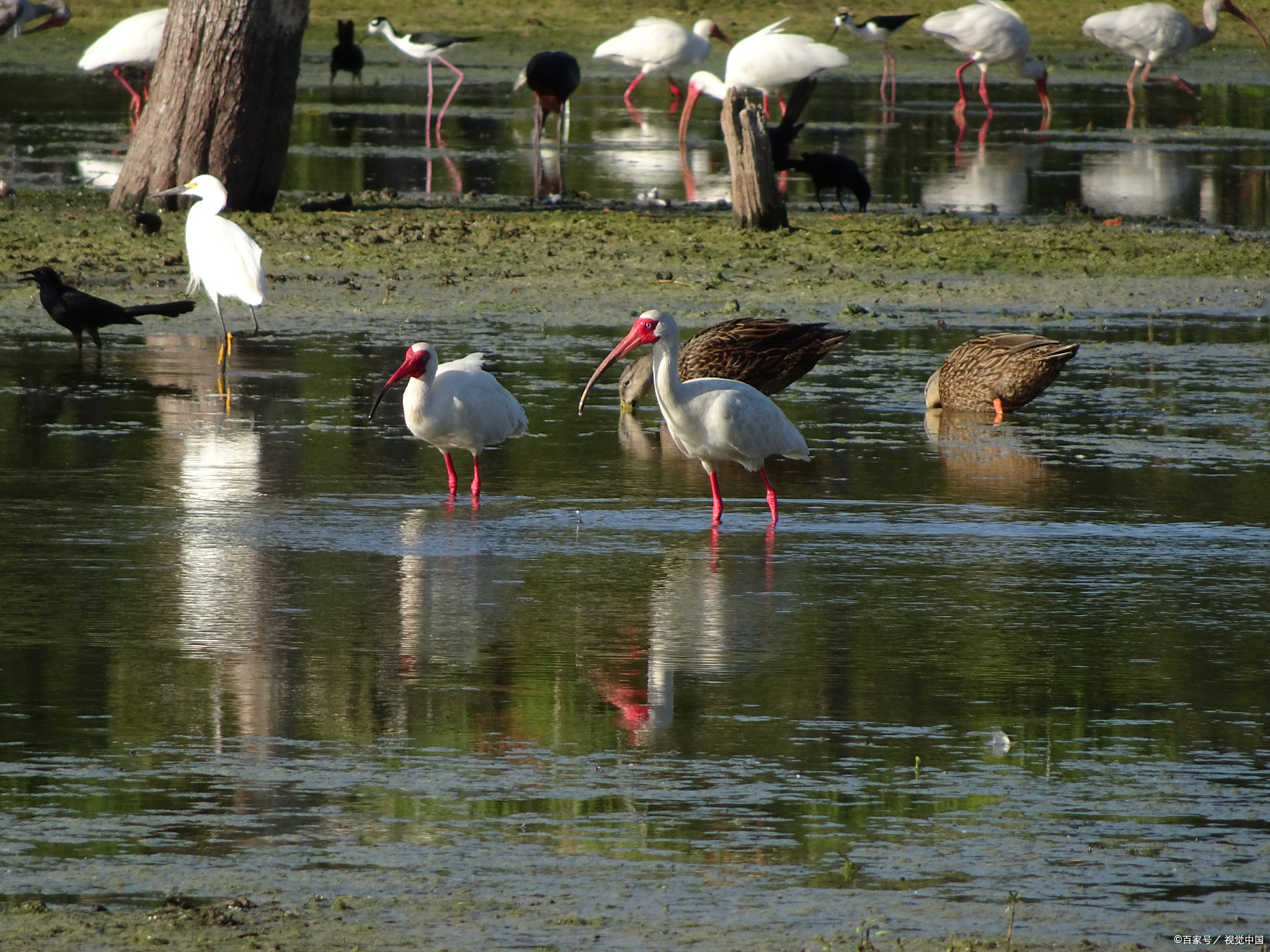 来辽源鴜鹭湖湿地公园观鸟,乐趣多多!