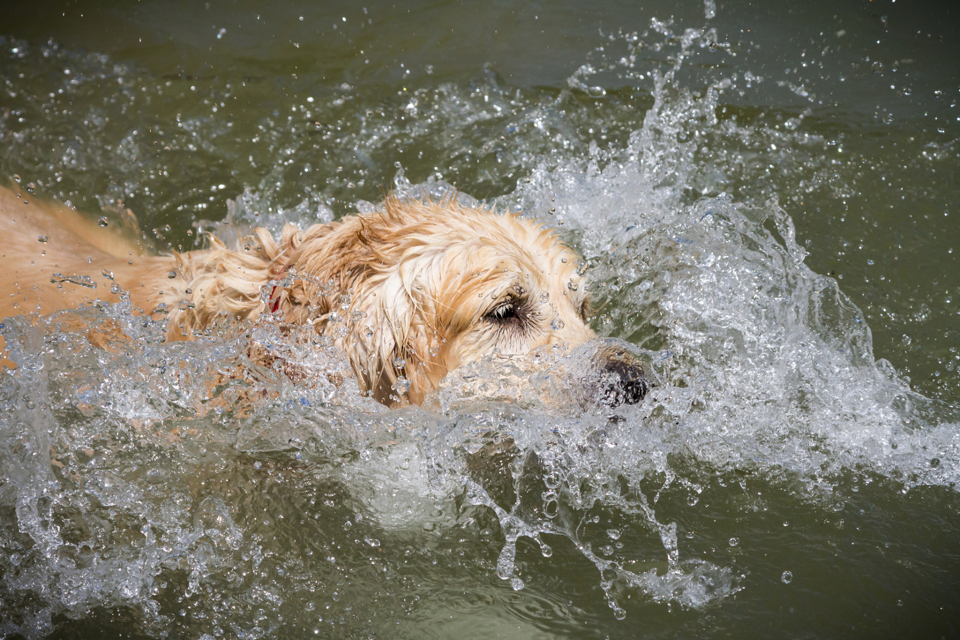 狗刨游泳速度较慢,需要消耗大量体力.