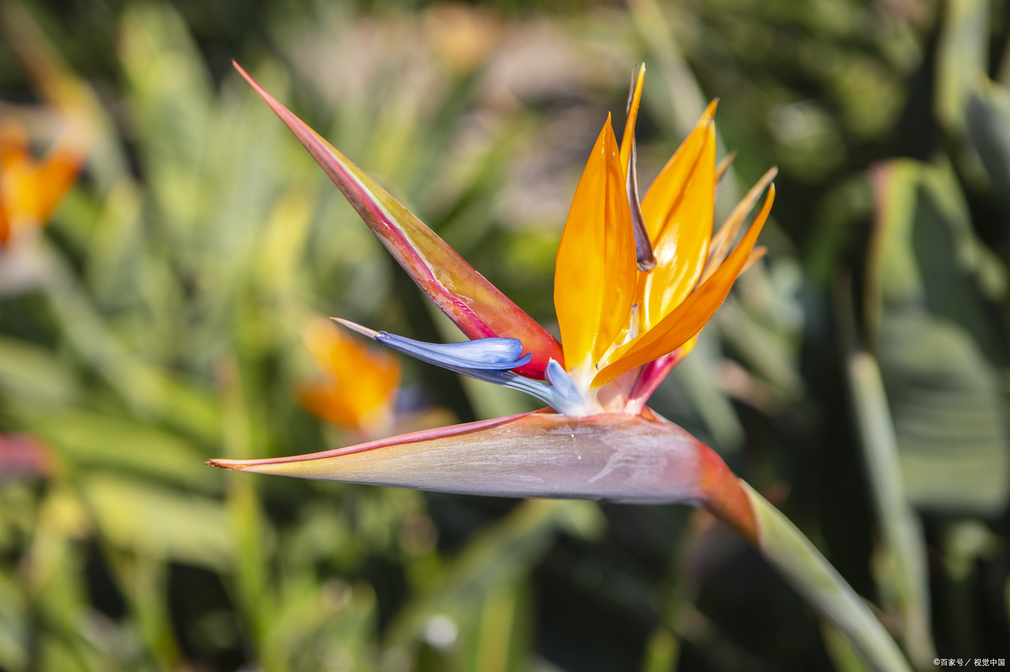 绿意盎然:天堂鸟绿植的养殖秘籍,轻松打造家居绿色小天地!