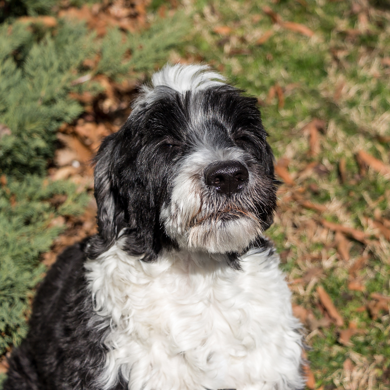 葡萄牙水犬是一种历史悠久的犬种,最初起源于葡萄牙的沿海地区.