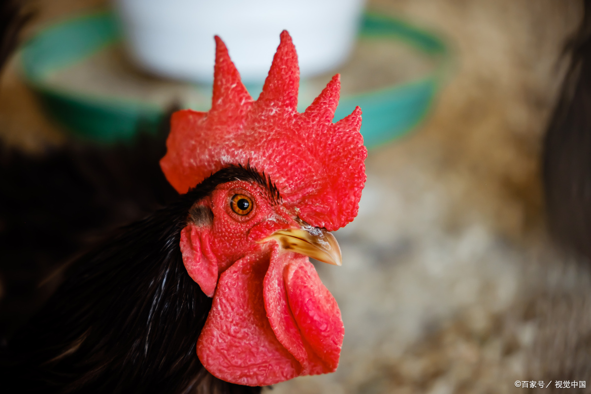 营养与禁忌全解析 鸡冠子是鸡头部的肉质部分,很多人对它能不能吃存在