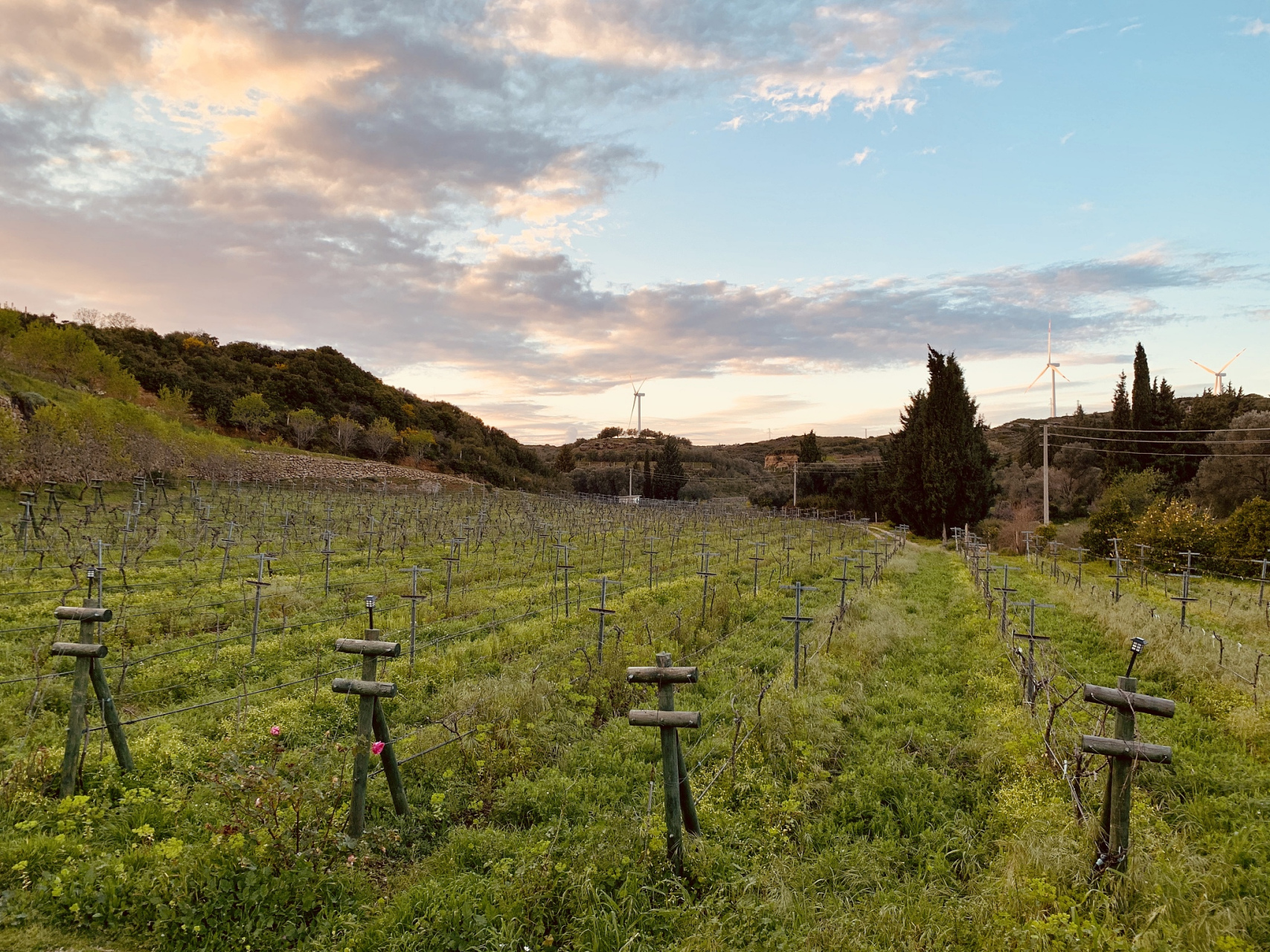 纳帕谷位于美国加利福尼亚州,是世界著名的葡萄酒产区之一.
