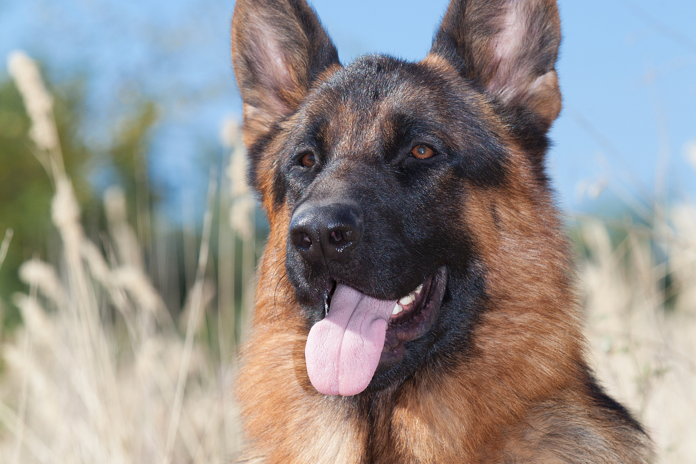 摘要:  本文介绍了世界上公认的5大出色警犬:德国牧羊犬,比利时玛利诺