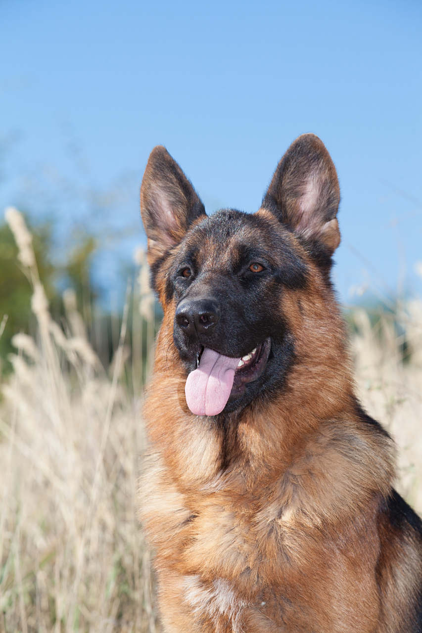 以下是十大最聪明的犬品种: 1. 边境牧羊犬 2. 德国牧羊犬 3.