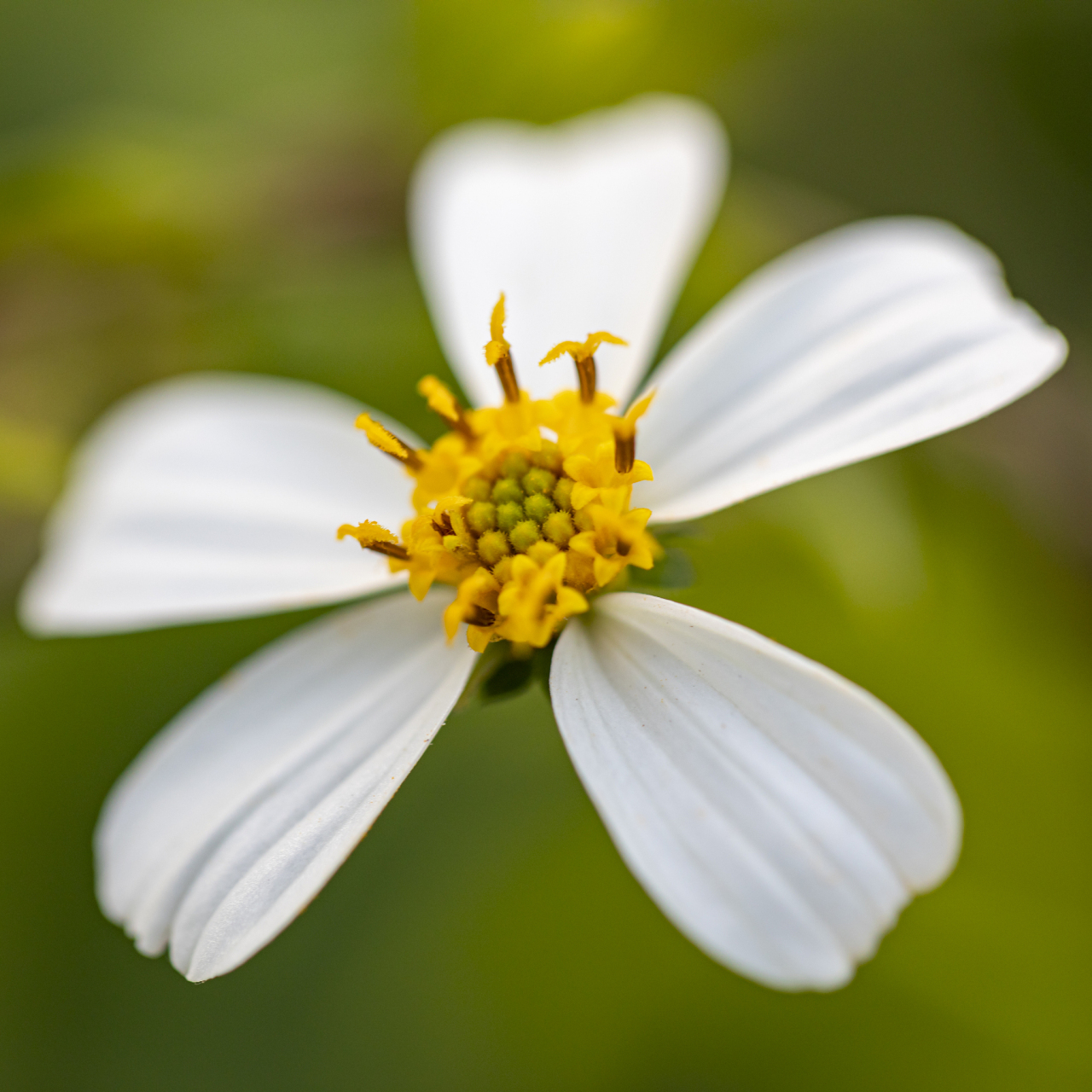 鬼针草,又名金盏银盘,一把针等,属于菊科鬼针草属植物.