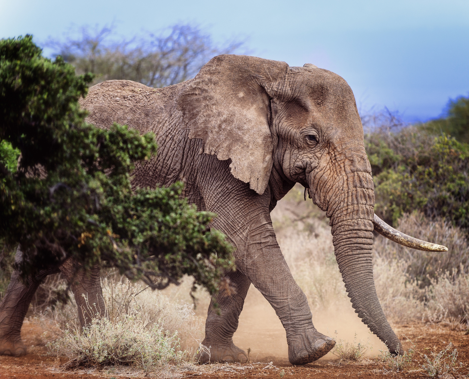 保护措施包括栖息地保护和恢复,野生动物走廊建设,减少人类与野生动物