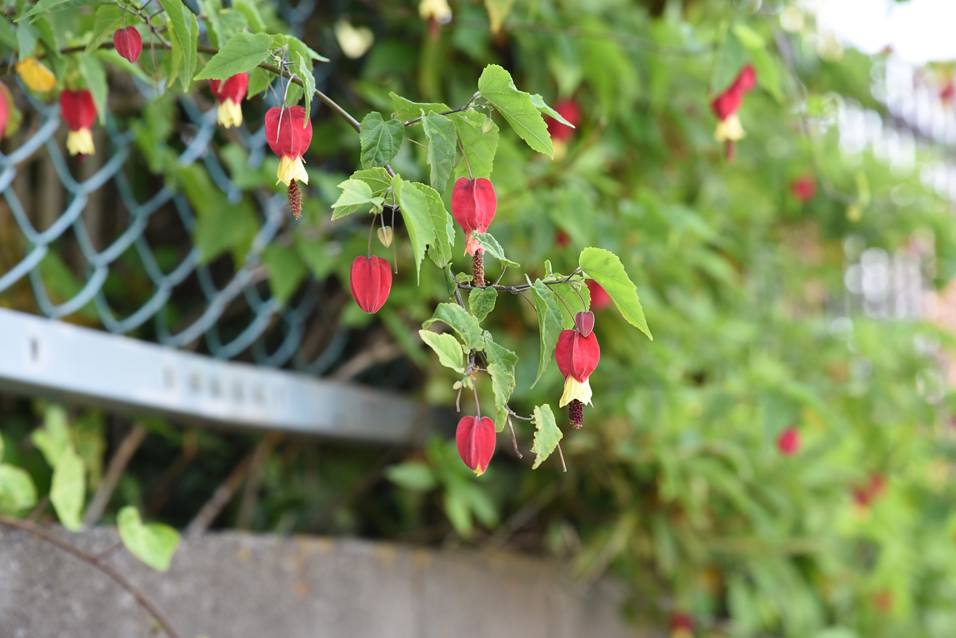 蔓性风铃花是一种喜欢温暖和湿润气候的植物,具有较强的抗寒能力.