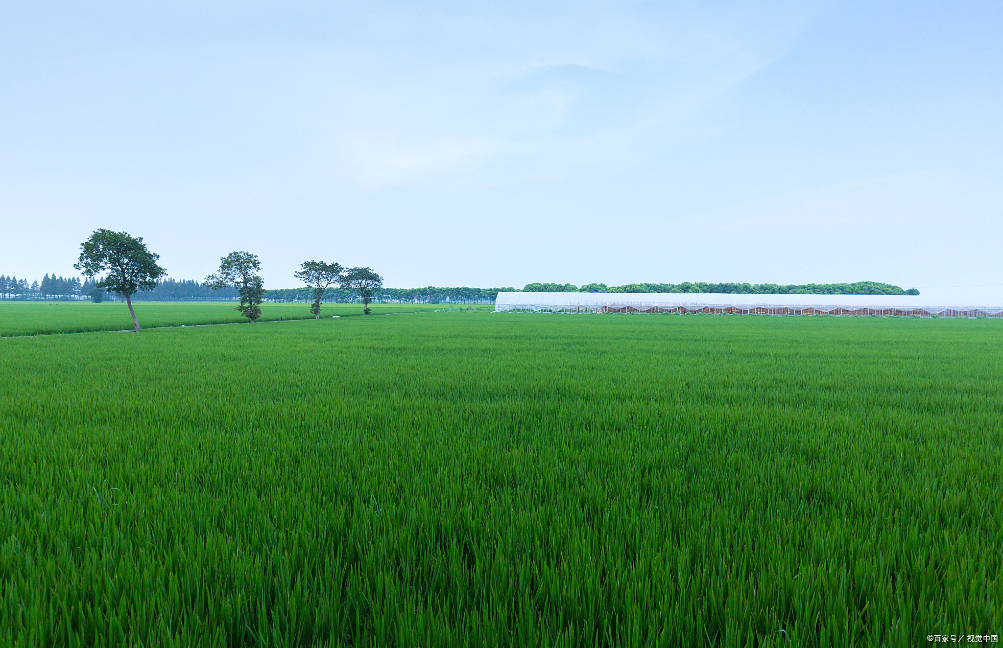 一片稻田 一位著名的学者说:"当你看到一片绿油油的稻田,你想到了什么
