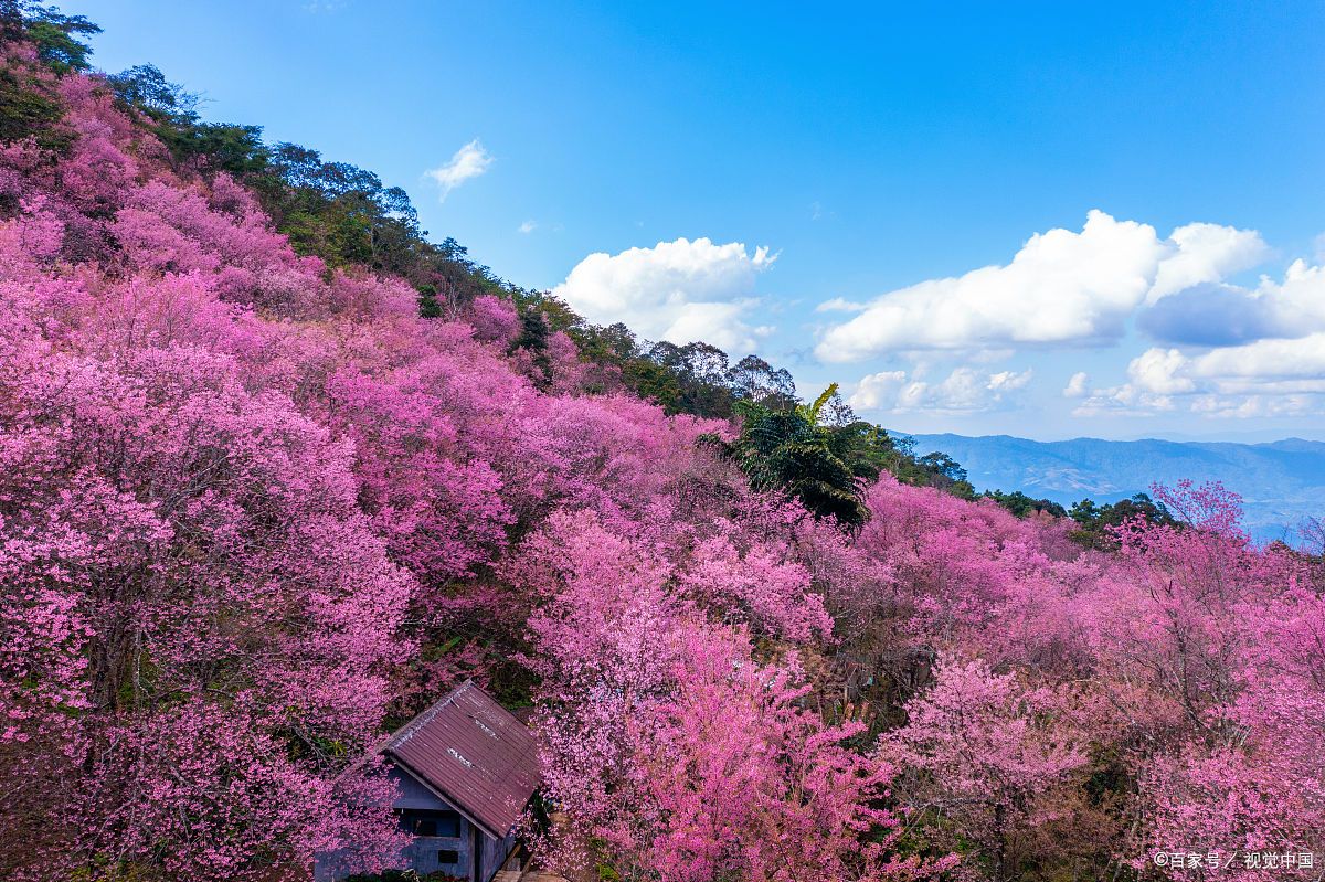 腾冲樱花谷,温泉与野樱花的邂逅!