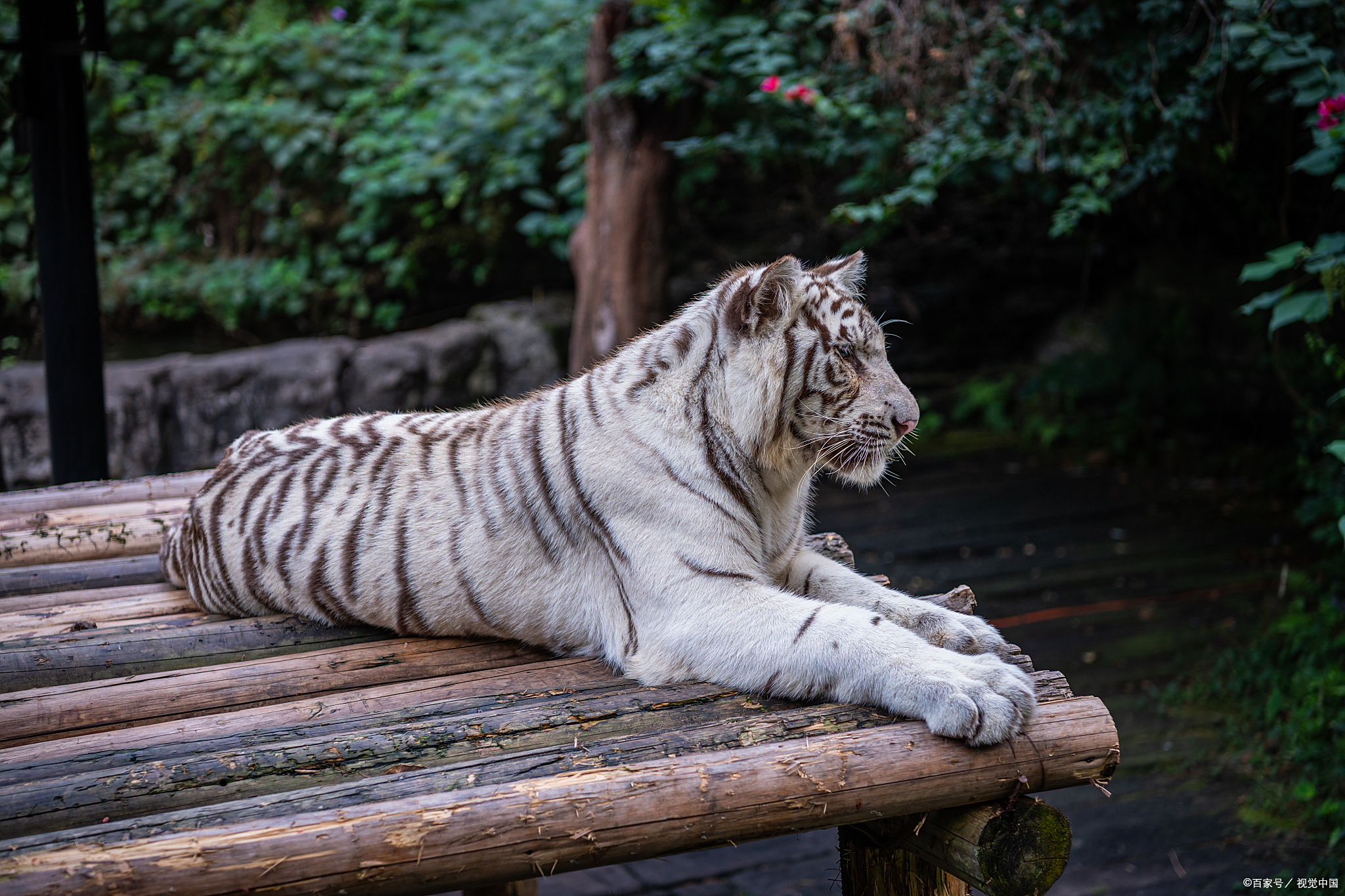 "麻老虎"是什么?其实是华北虎