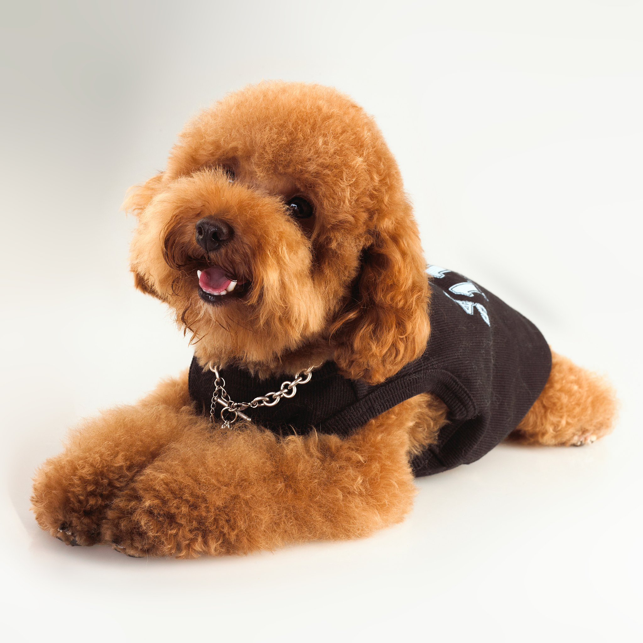 泰迪狗狗#第三个洗得很干净