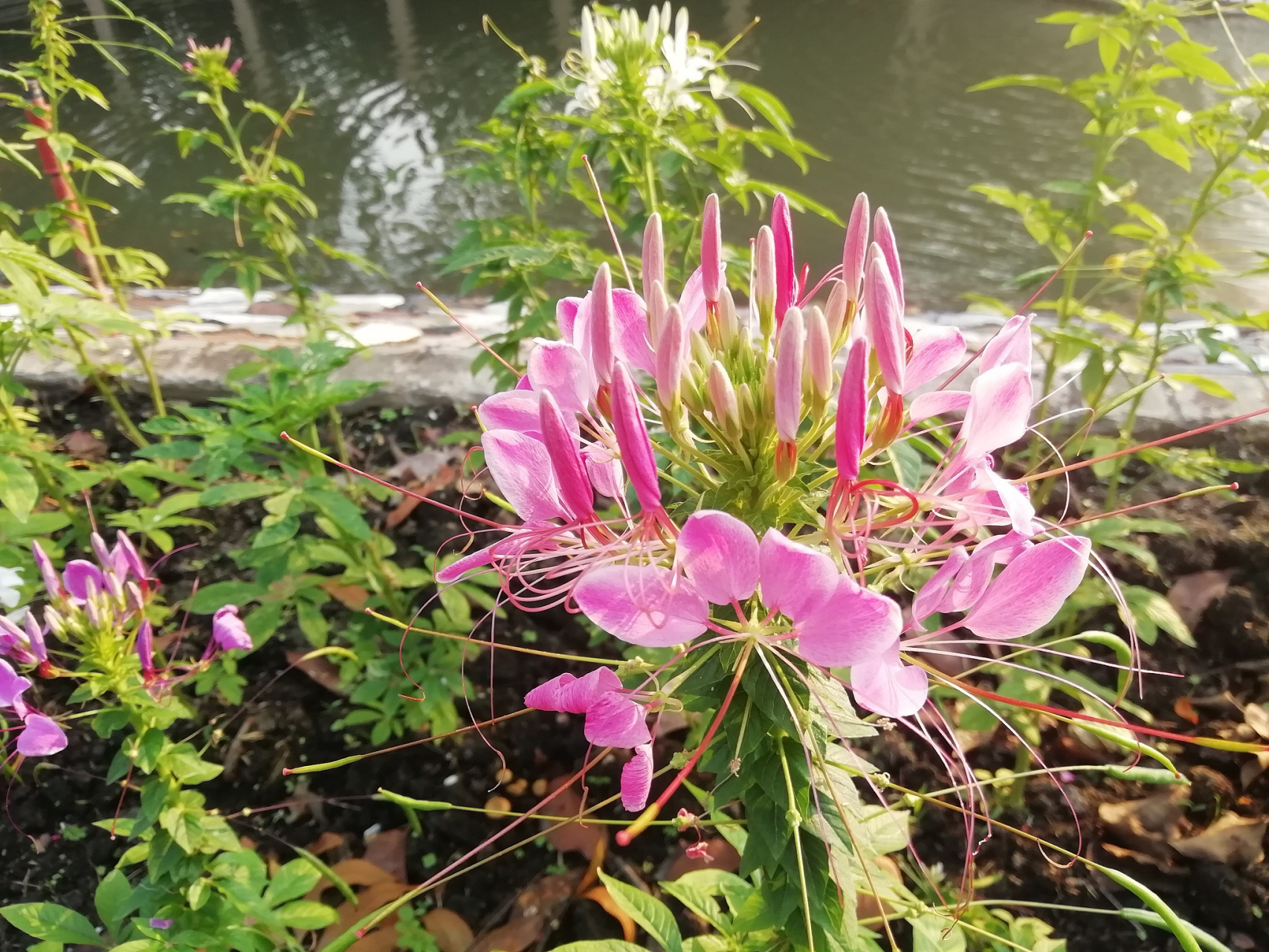 千鸟花怎样修剪图片