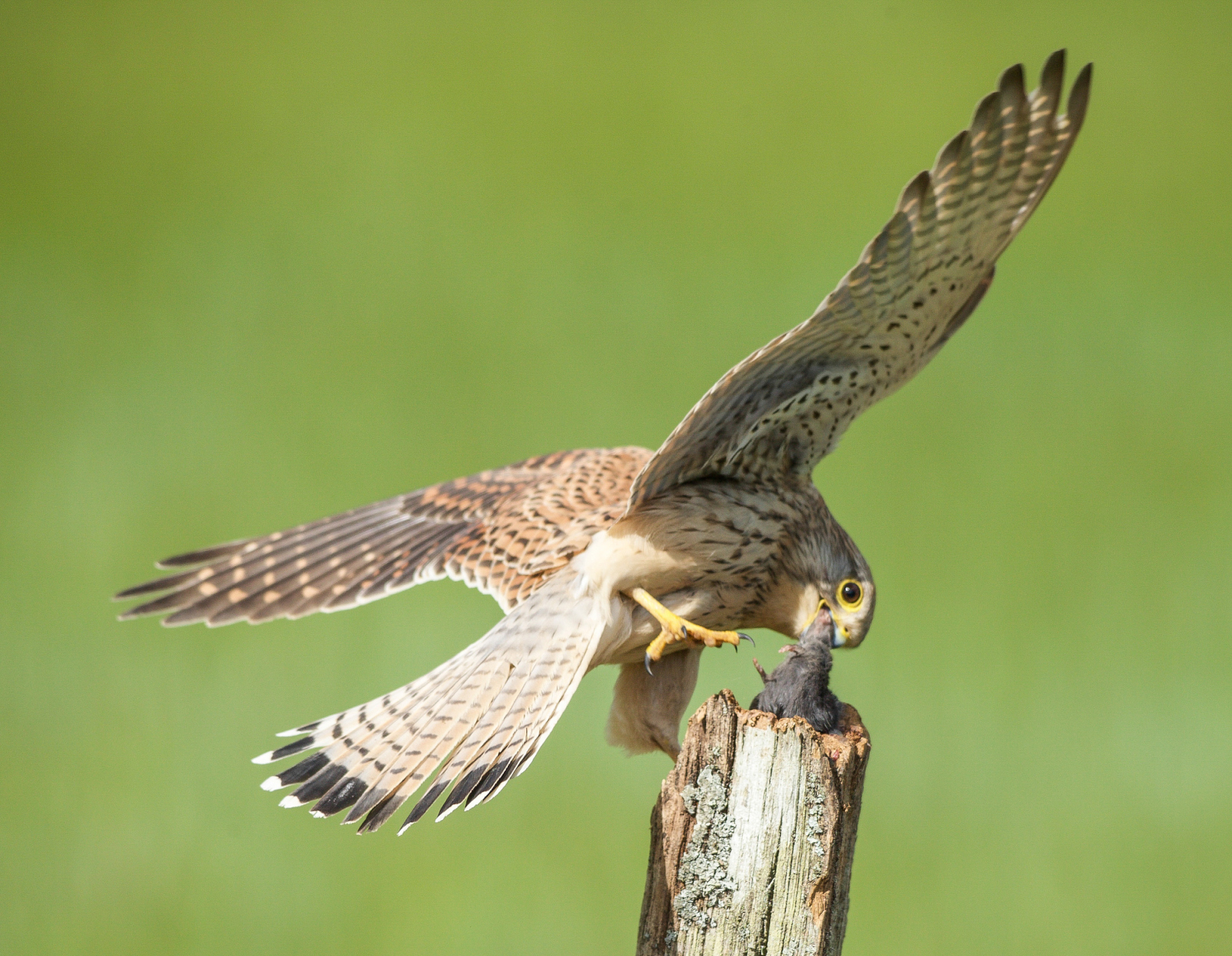 eagle和hawk有什么区别?